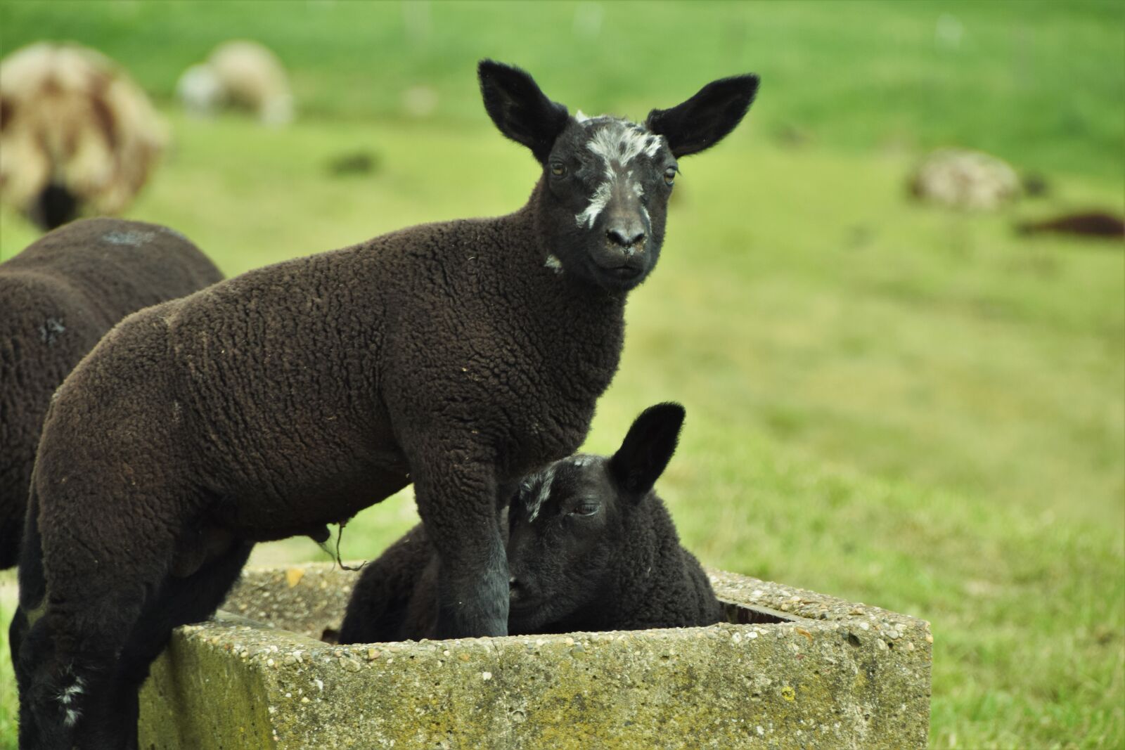 Nikon D3300 sample photo. Sheep, pasture, lamb photography