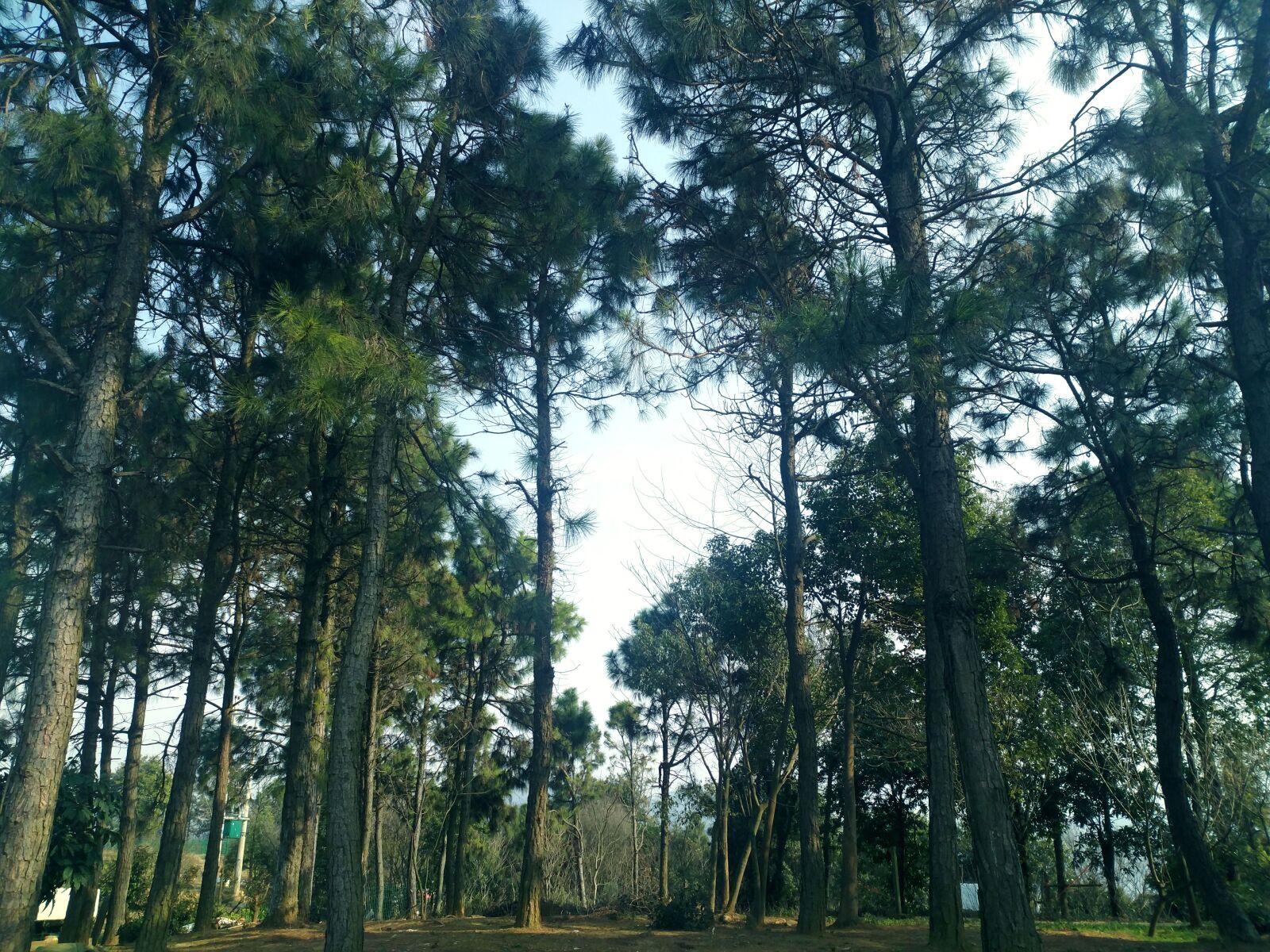Xiaomi MI 5s Plus sample photo. Tree, forest, green photography