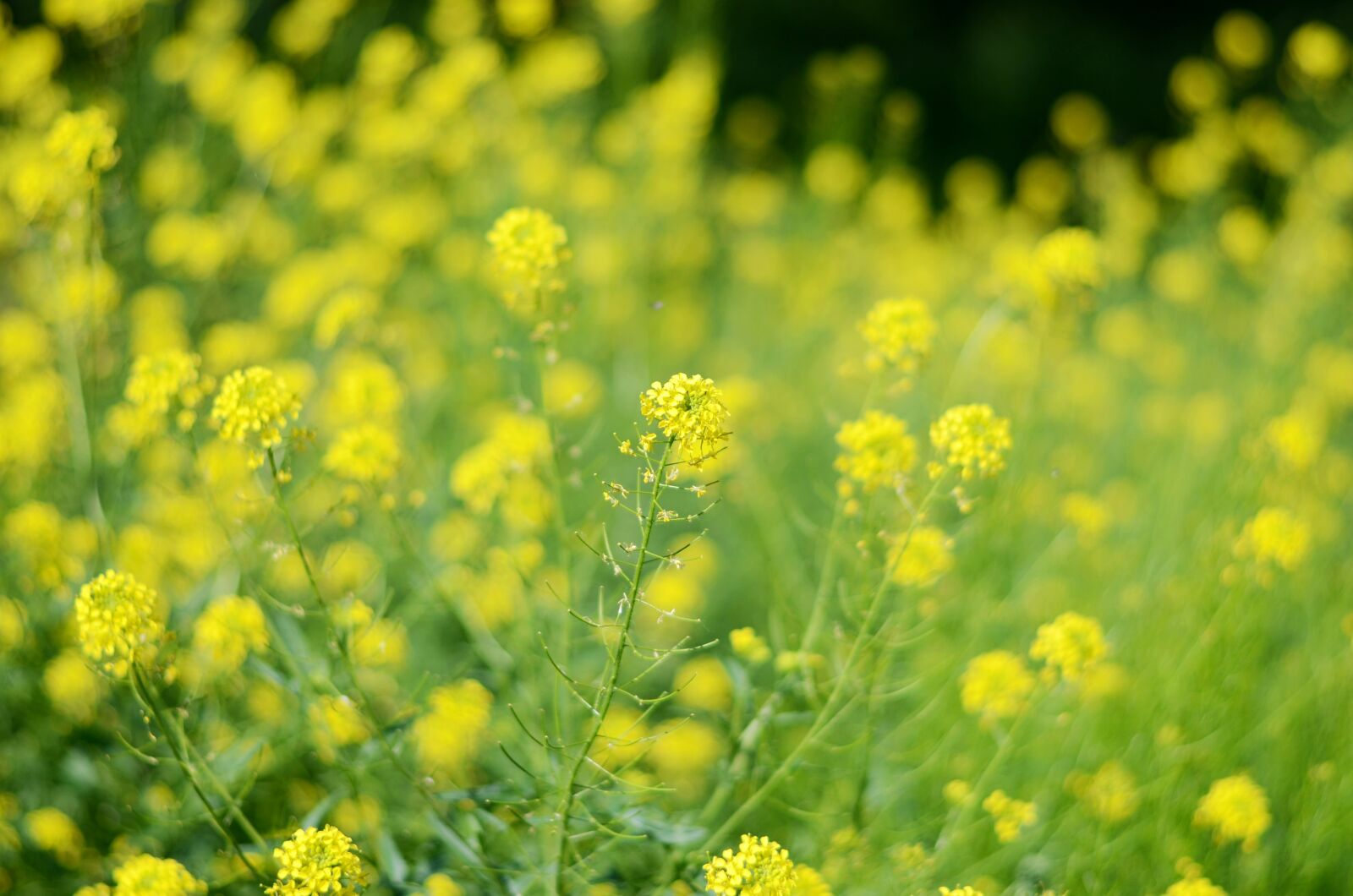 Nikon D5100 sample photo. Plants, yellow and green photography