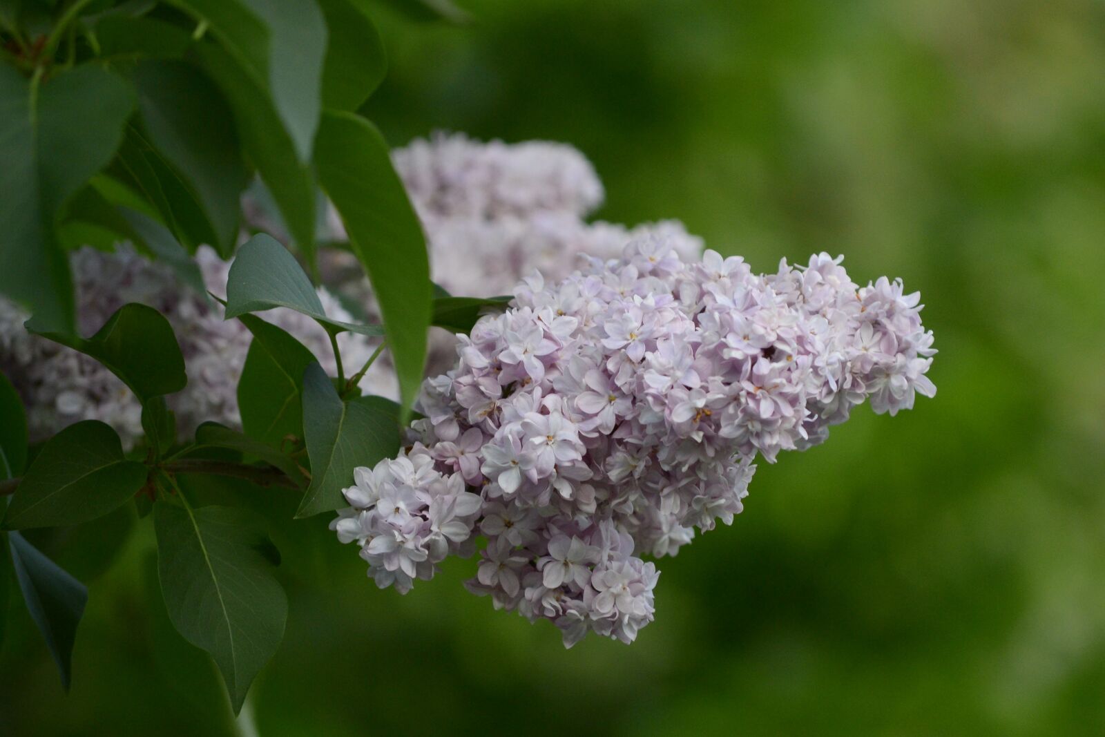 Nikon D3100 sample photo. Spring, nature, lilac photography