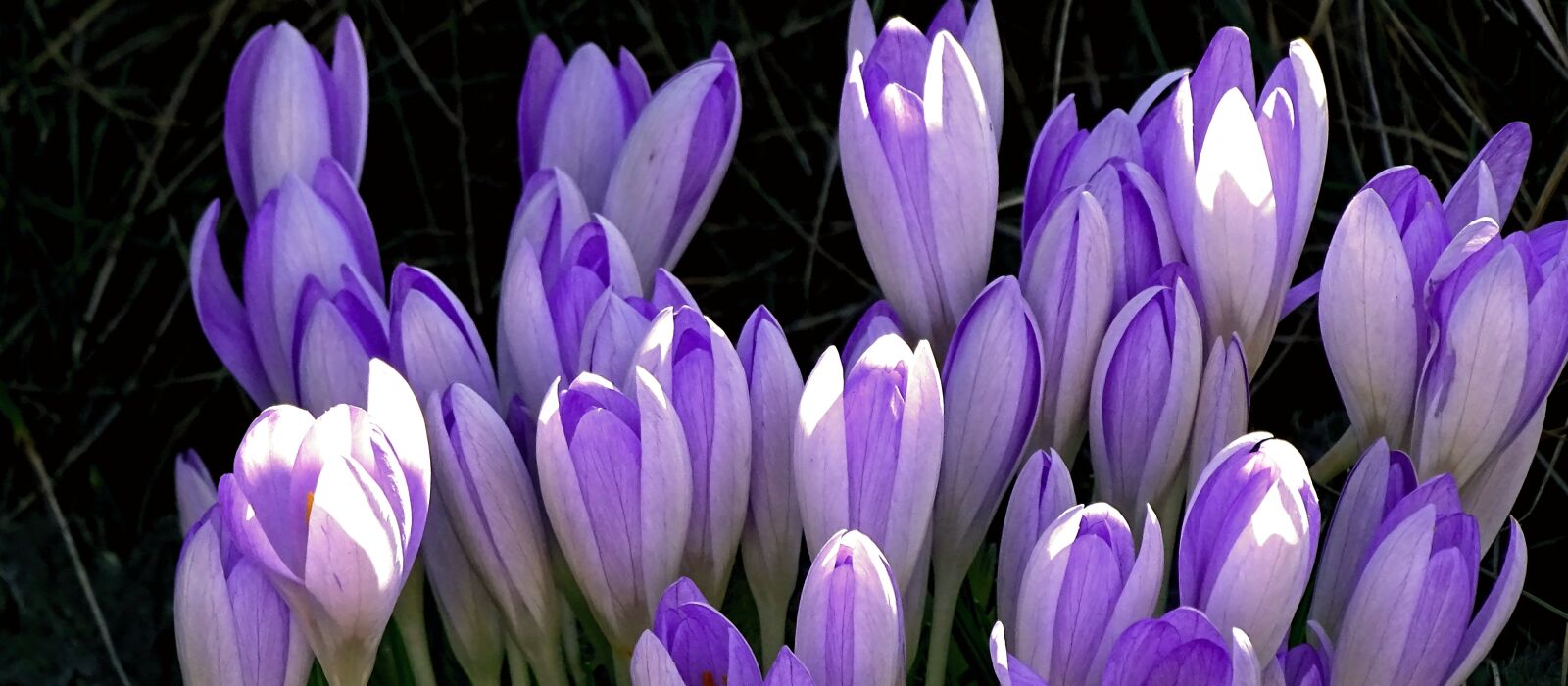 Sony Cyber-shot DSC-HX400V sample photo. Crocus, crocus flowers, spring photography