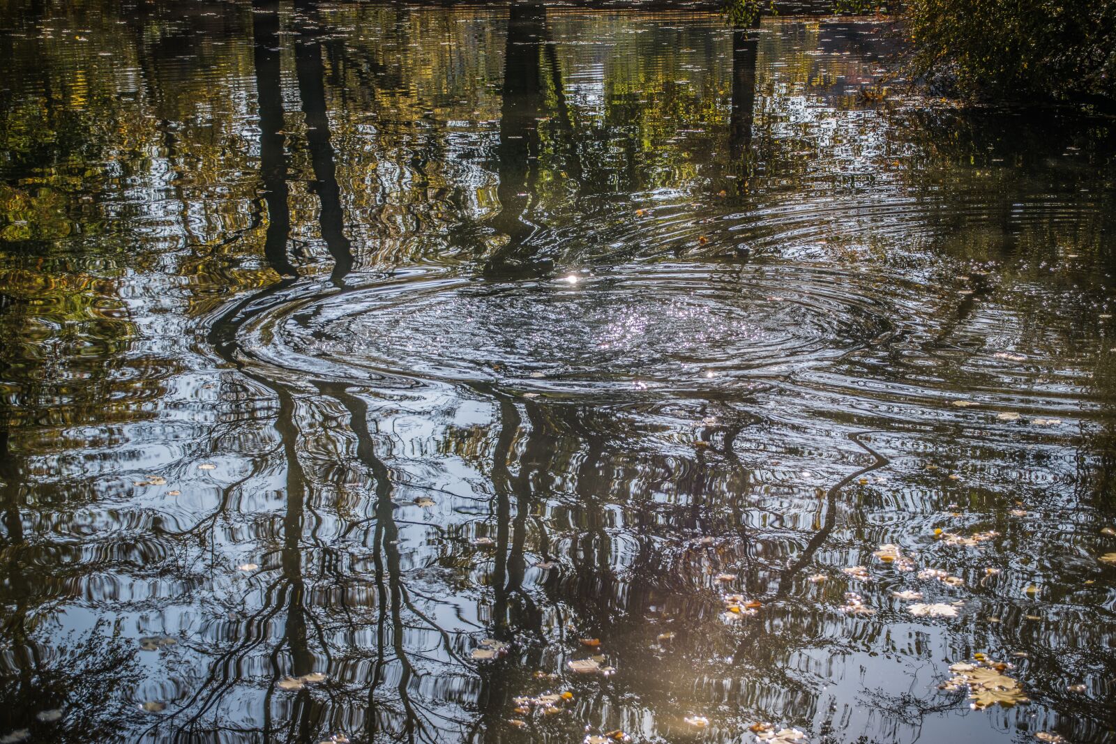 Nikon D5300 sample photo. Surface, autumn, water photography
