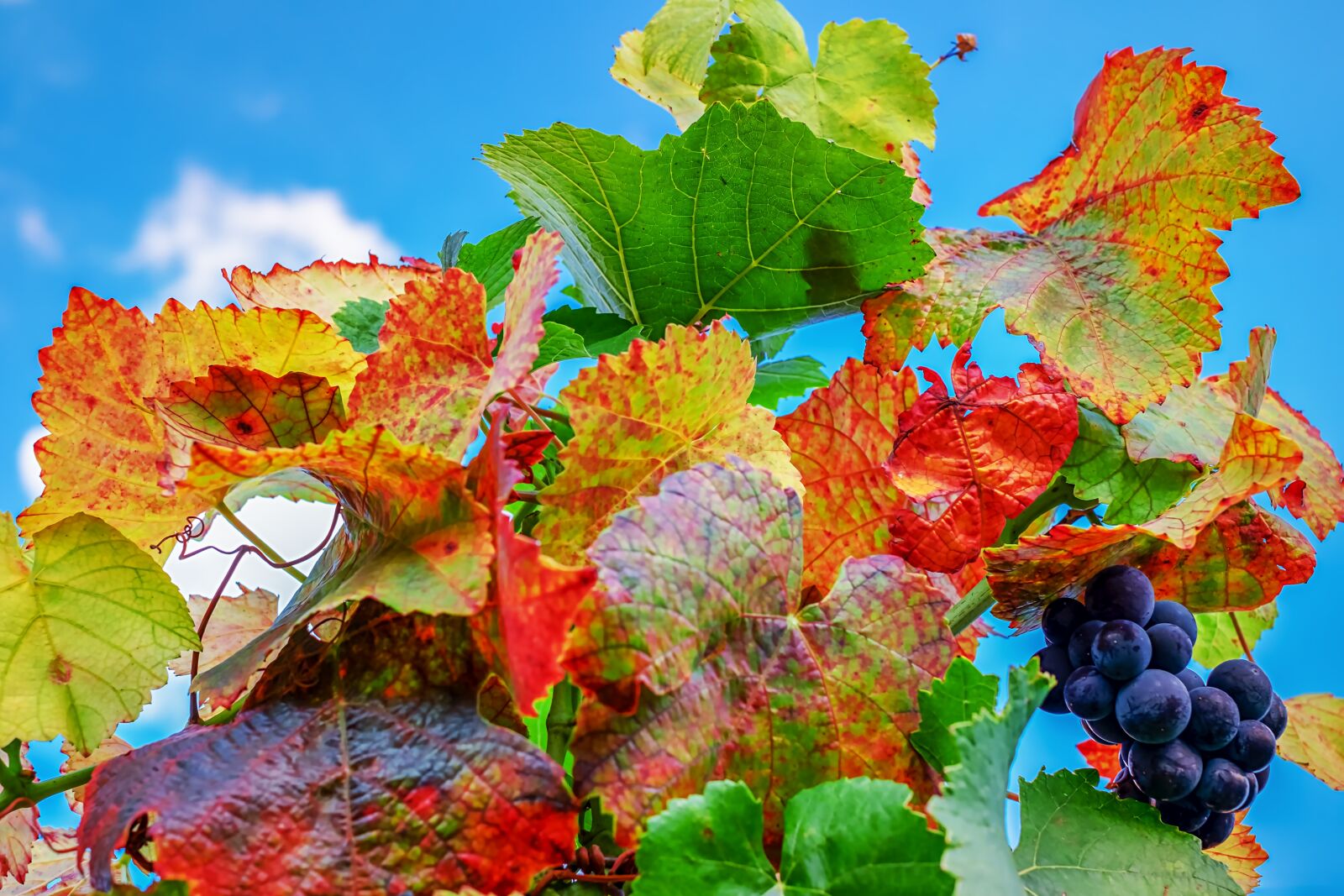 Fujifilm X-T10 + Fujifilm XF 35mm F1.4 R sample photo. Vine leaves, leaves, bright photography