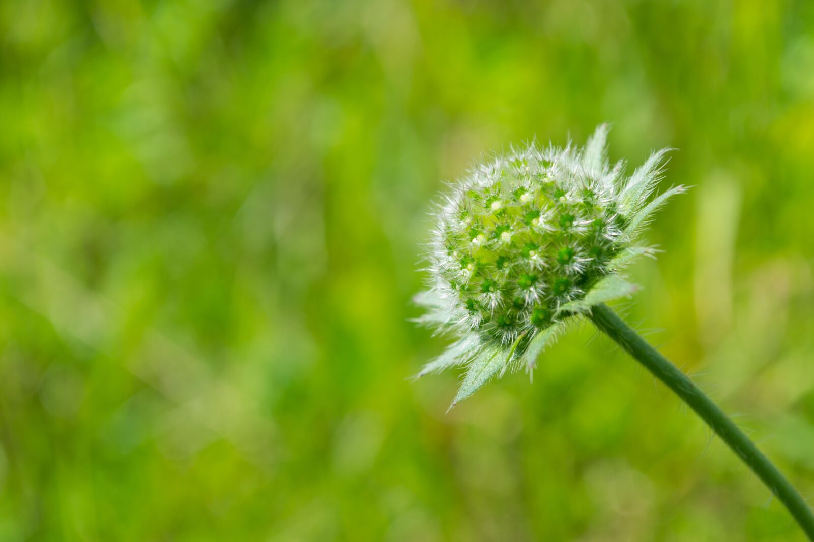 Nikon D3100 sample photo. Blossom, bloom, green photography