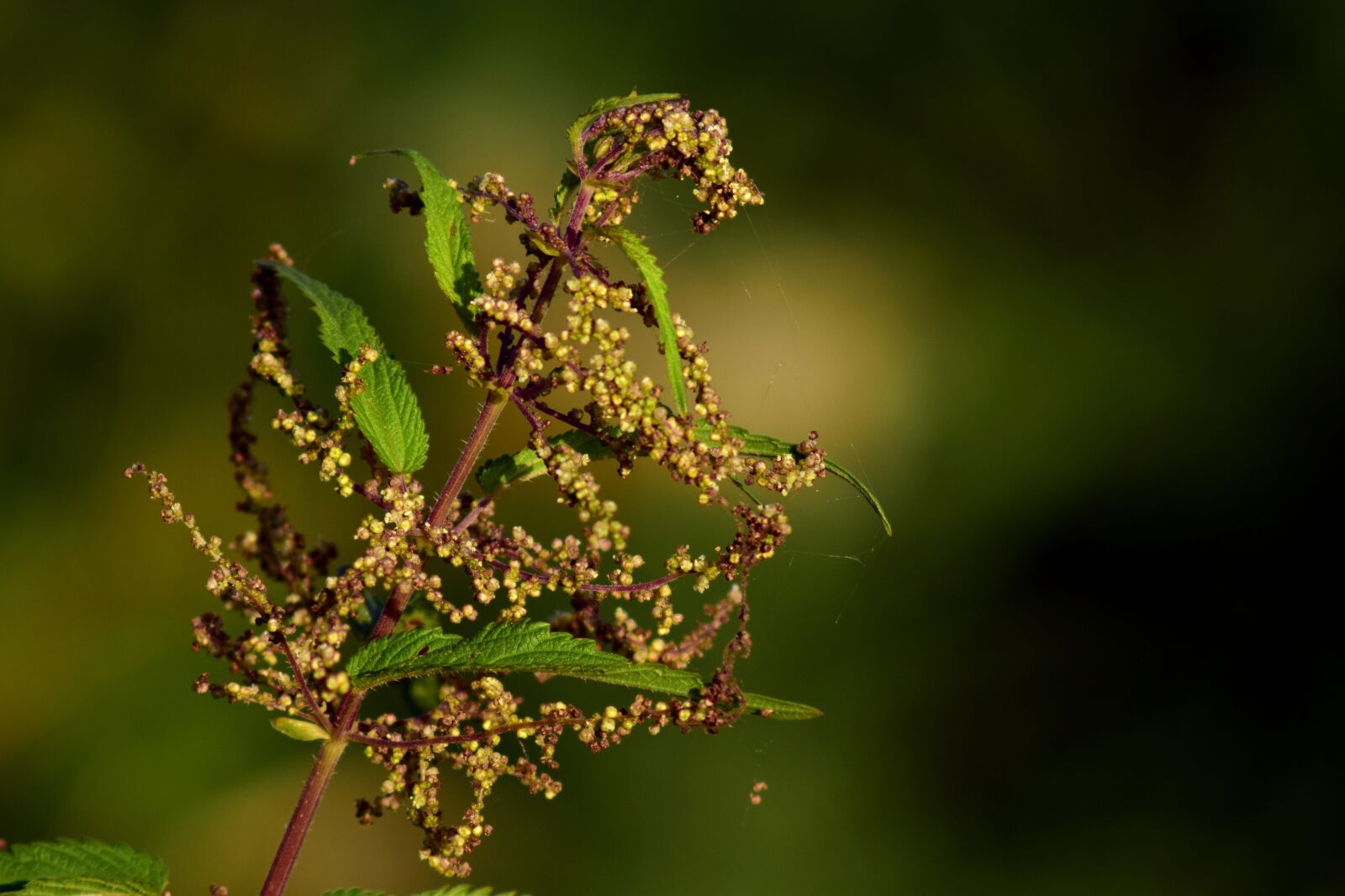 Nikon D3300 sample photo. Brennessel, weed, nature photography