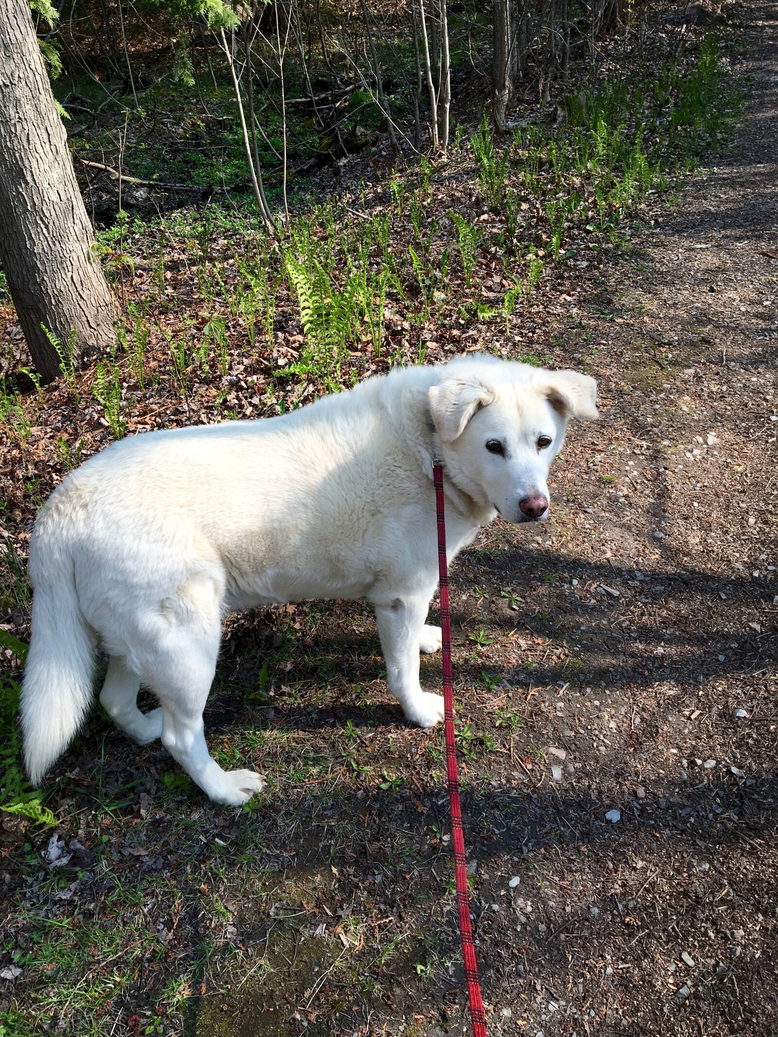 Apple iPhone 6s sample photo. Dog, path, nature photography