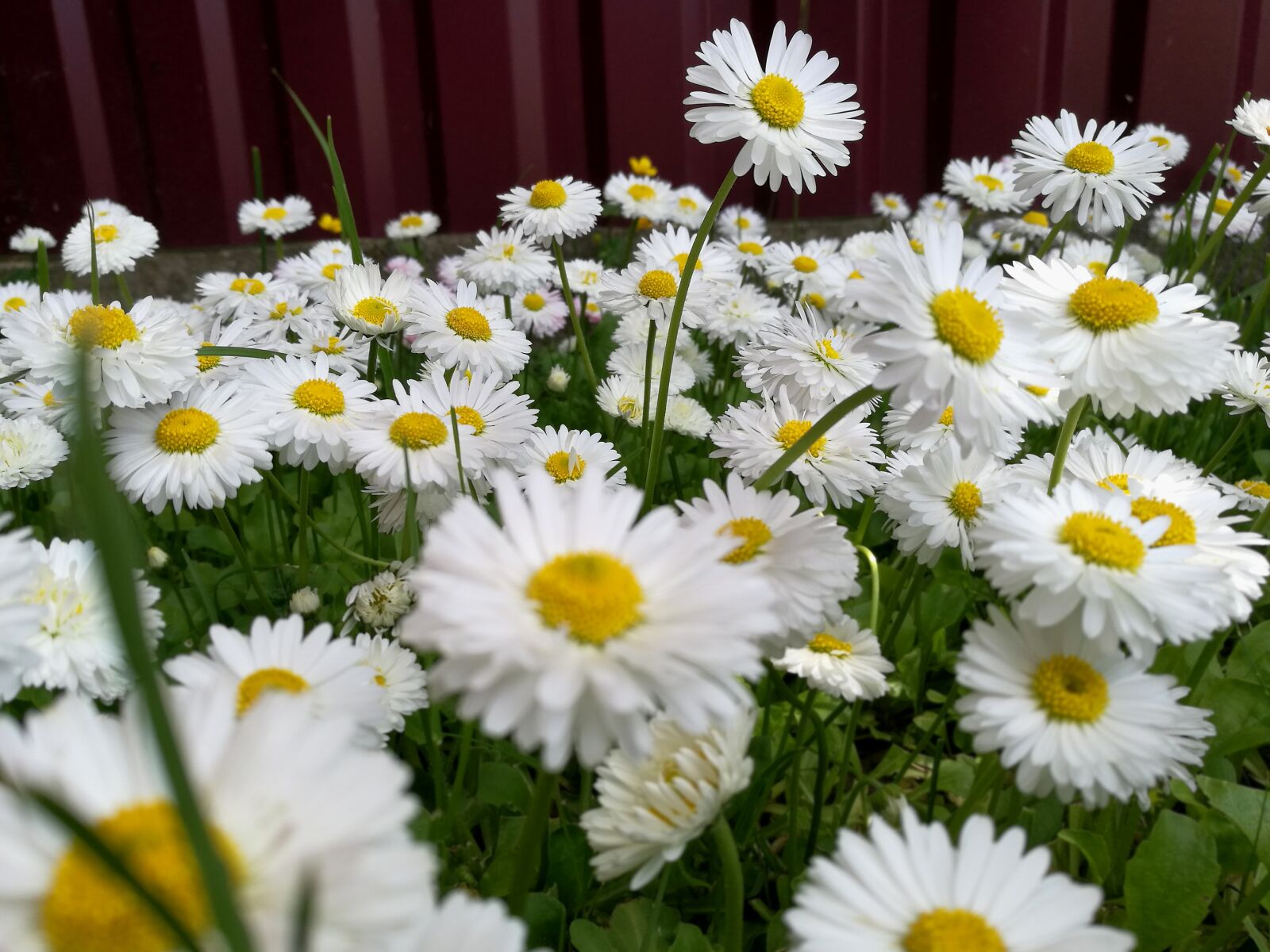 HUAWEI P9 sample photo. Daisies, summer, glade photography