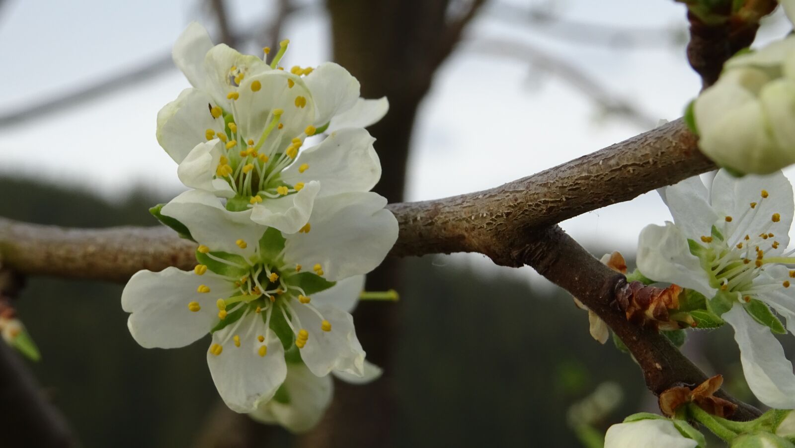 Sony DSC-HX60 sample photo. Blossom, spring, tree photography