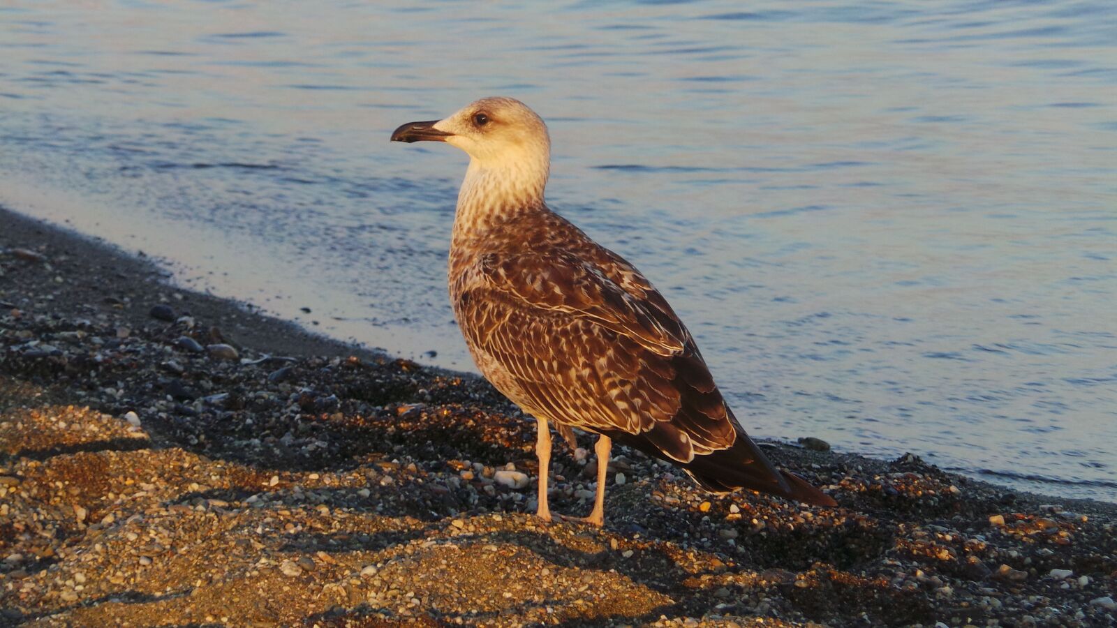 Samsung Galaxy Camera (Wi-Fi) sample photo. Seagull, bird, sea photography