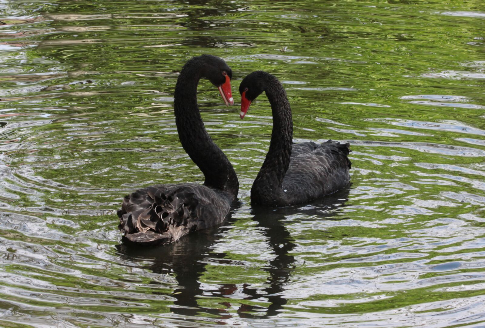 Canon EOS 50D sample photo. Black, flirt, swan photography