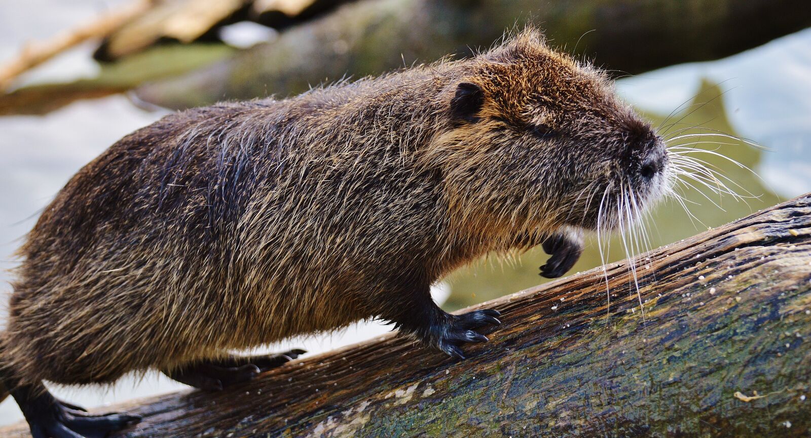 Nikon D3200 sample photo. Nutria, wildpark poing, rodent photography