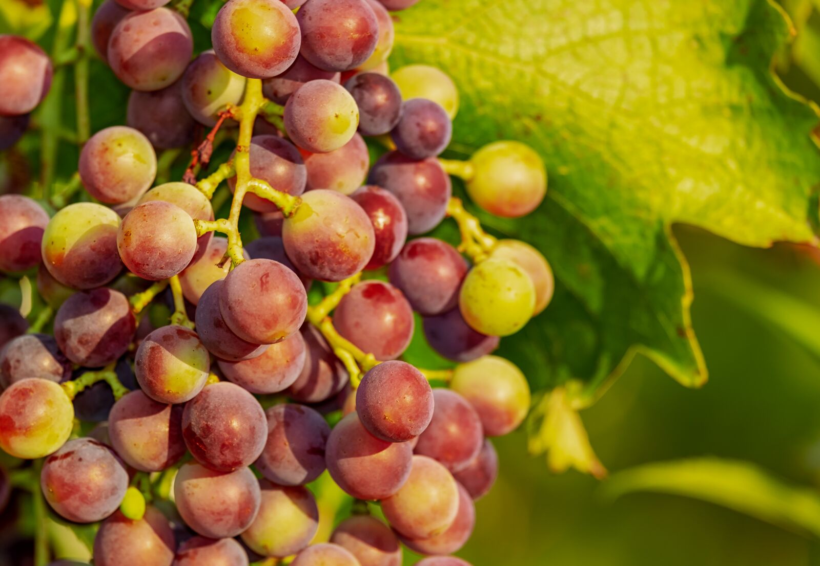 Fujifilm XF 55-200mm F3.5-4.8 R LM OIS sample photo. Grapes, grape, vine photography