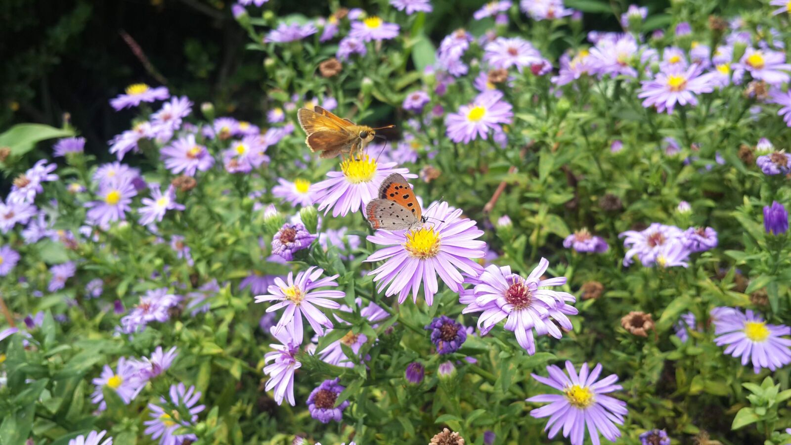 Samsung Galaxy S4 sample photo. Butterfly, flower, purple photography