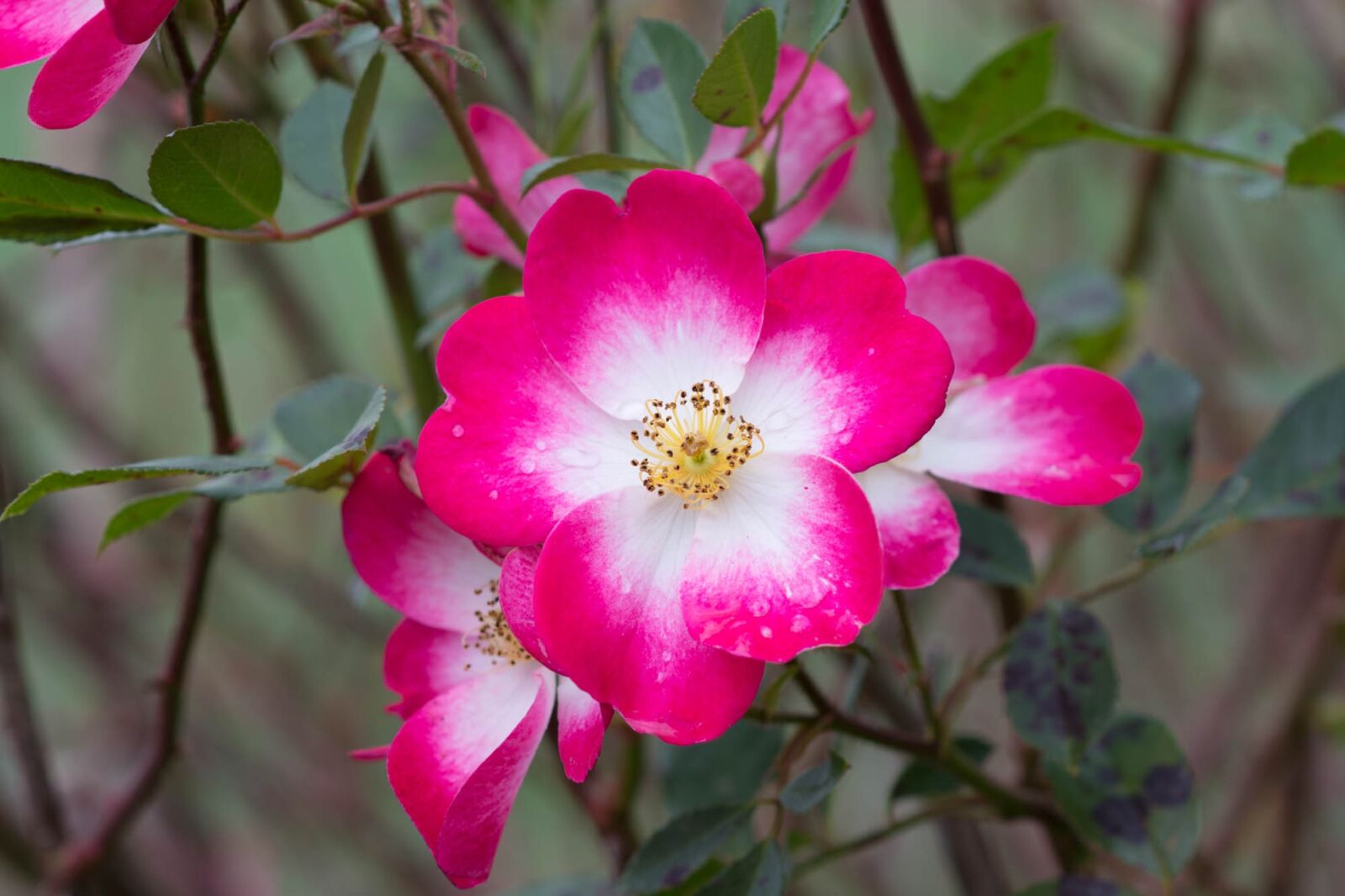 Nikon D7200 sample photo. Pink, red-white, garden photography