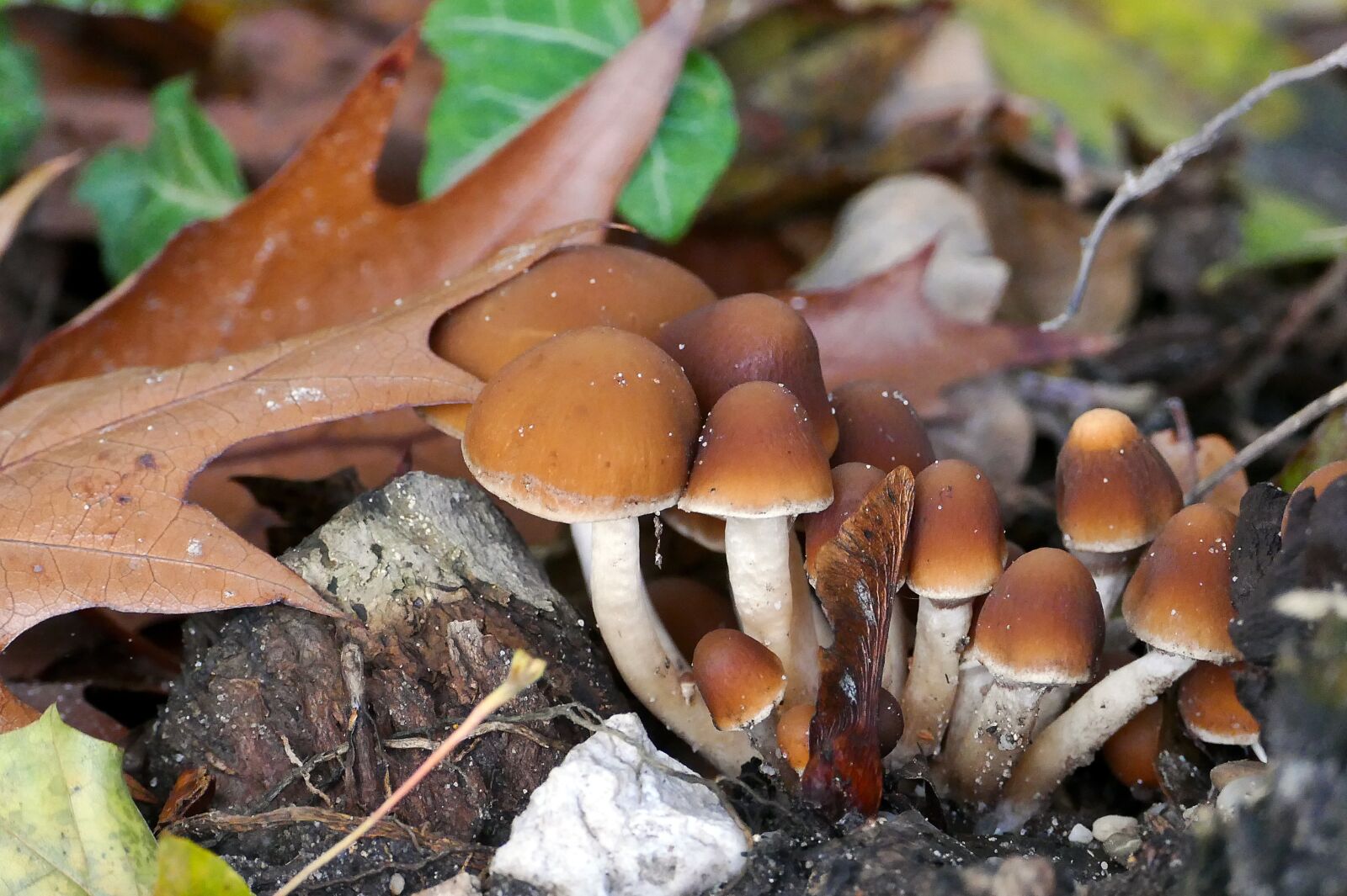 Panasonic Lumix DMC-FZ1000 sample photo. Mushrooms, forest, autumn photography