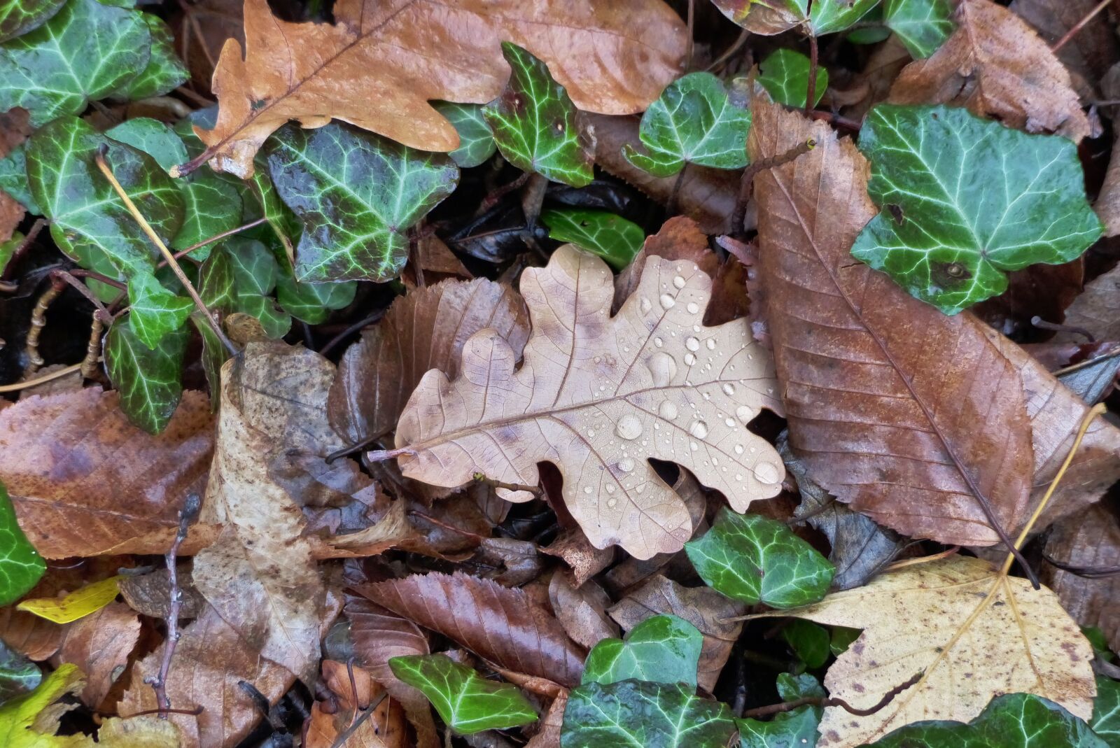 Panasonic Lumix DMC-FZ200 sample photo. Leaves, fall foliage photography