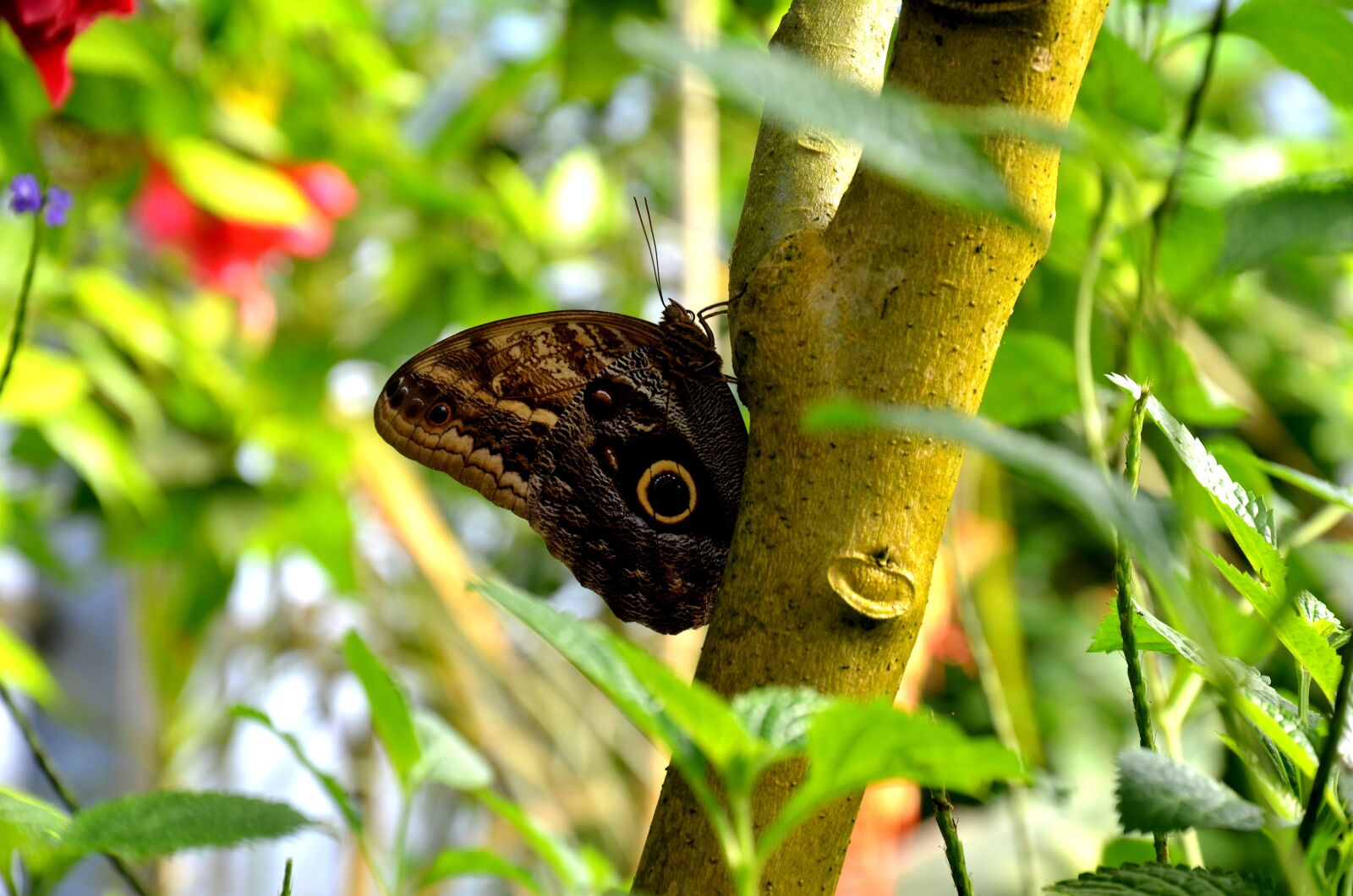 Nikon D5100 sample photo. Butterfly, insect, wing photography