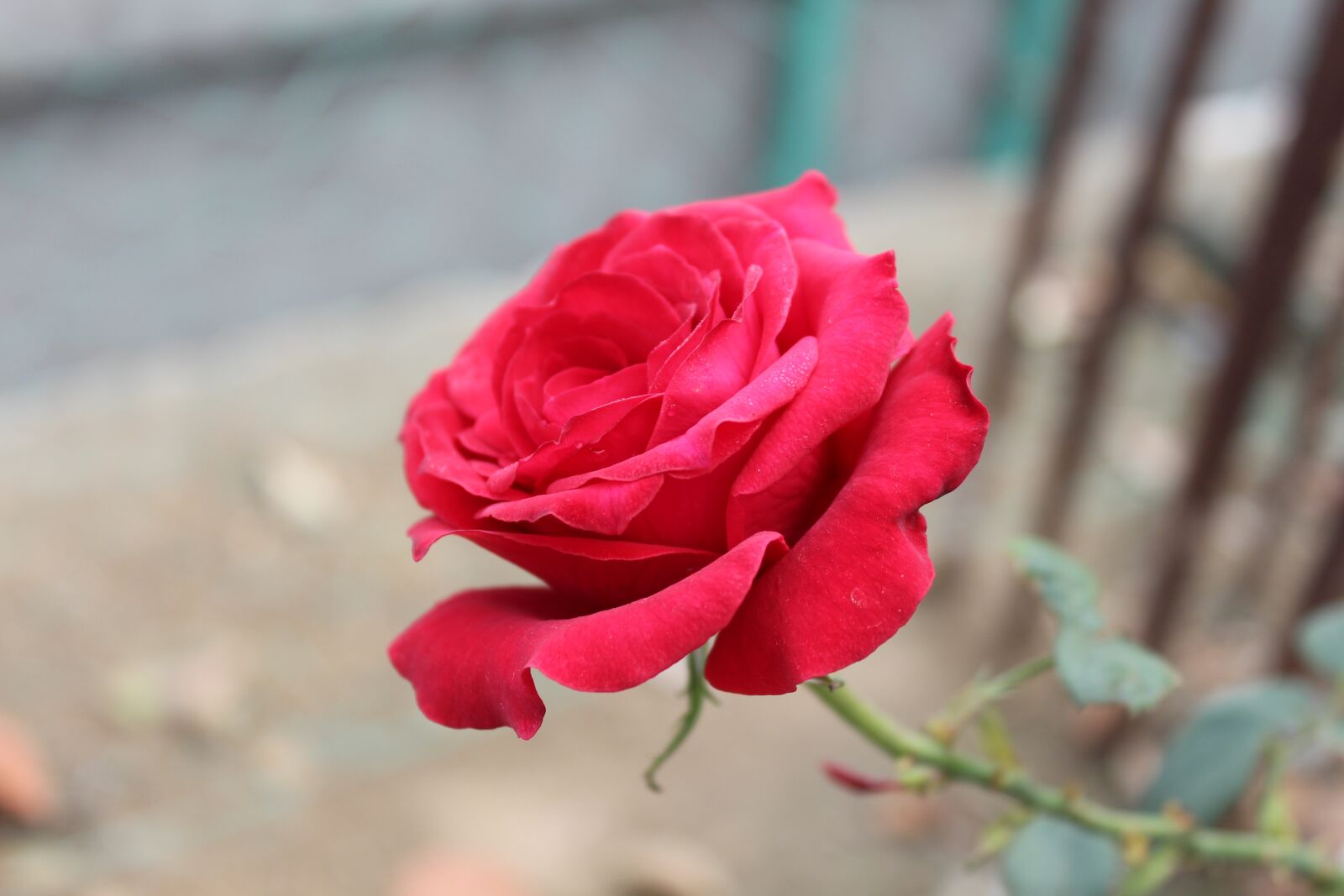 Canon EOS 700D (EOS Rebel T5i / EOS Kiss X7i) sample photo. Rose, red rose, flora photography