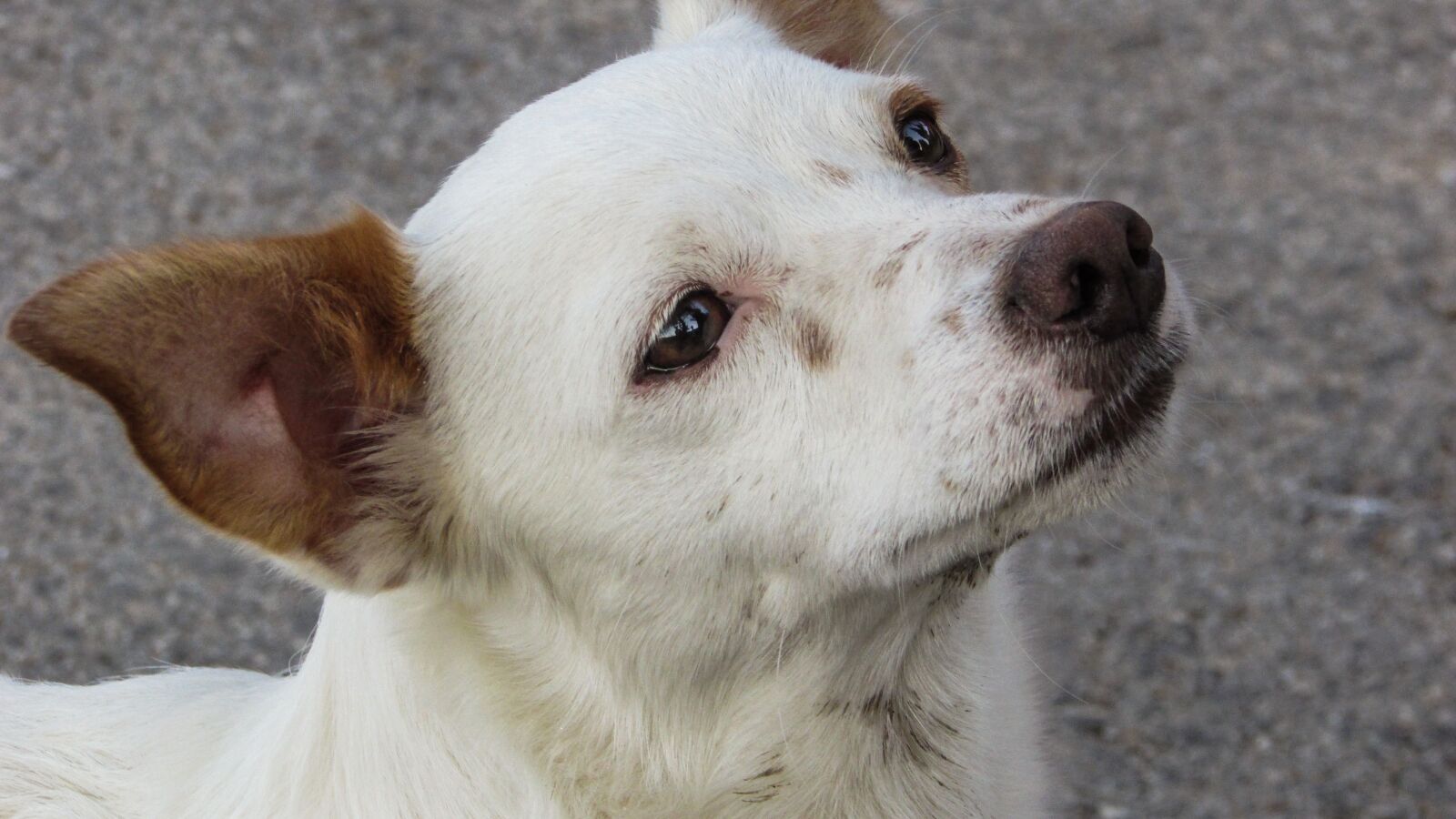 Canon PowerShot SX400 IS sample photo. Dog, cute, staring photography