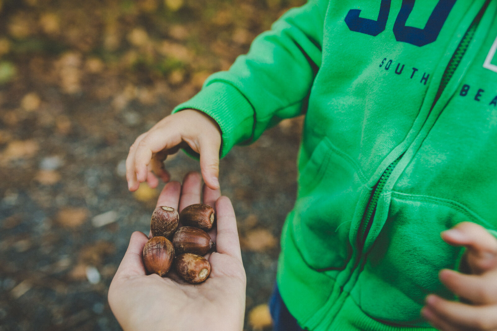 Sigma 35mm F1.4 DG HSM Art sample photo. Autumn, child, hands, hold photography