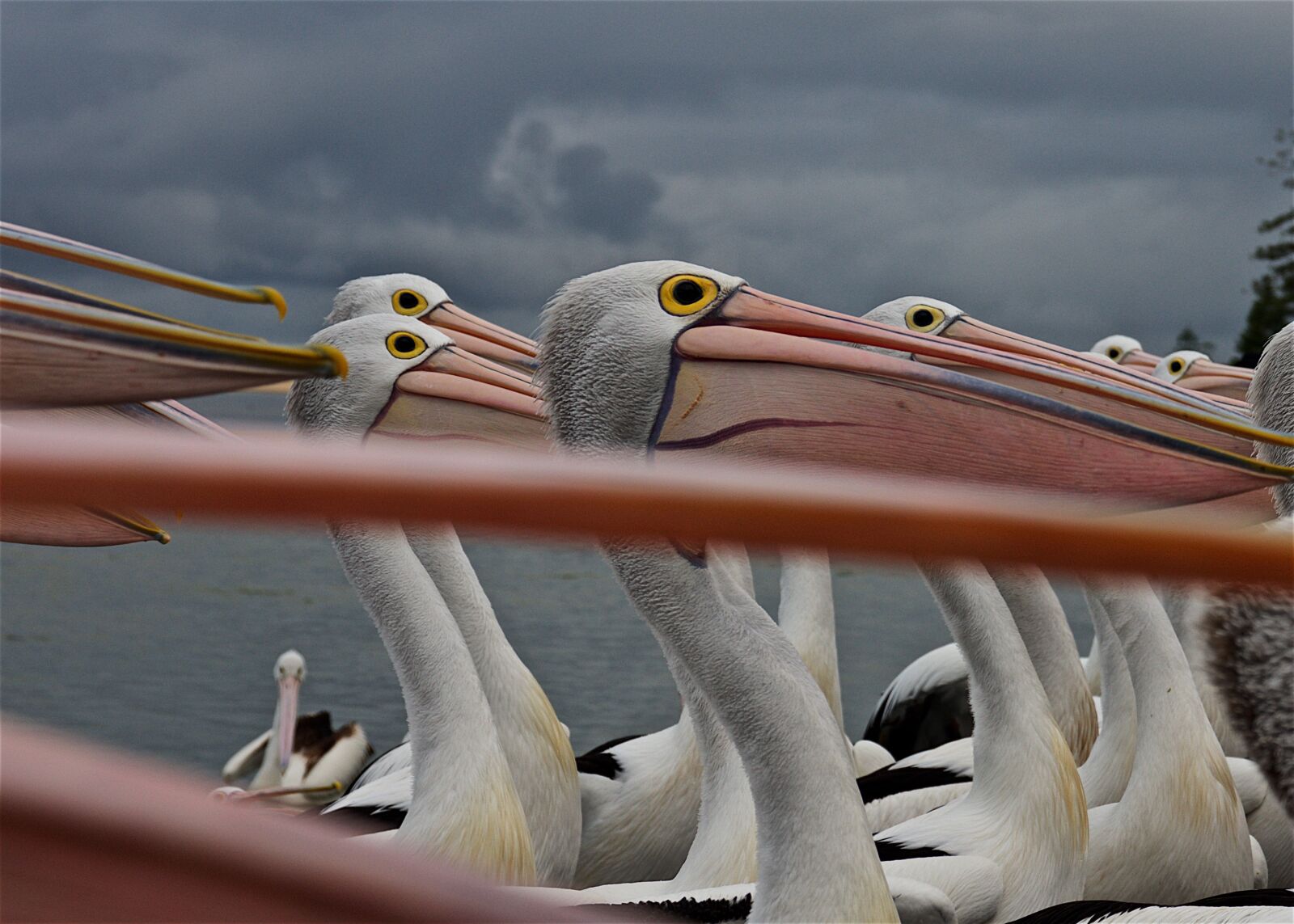 Pentax K-5 sample photo. Pelican, eyes, beak photography