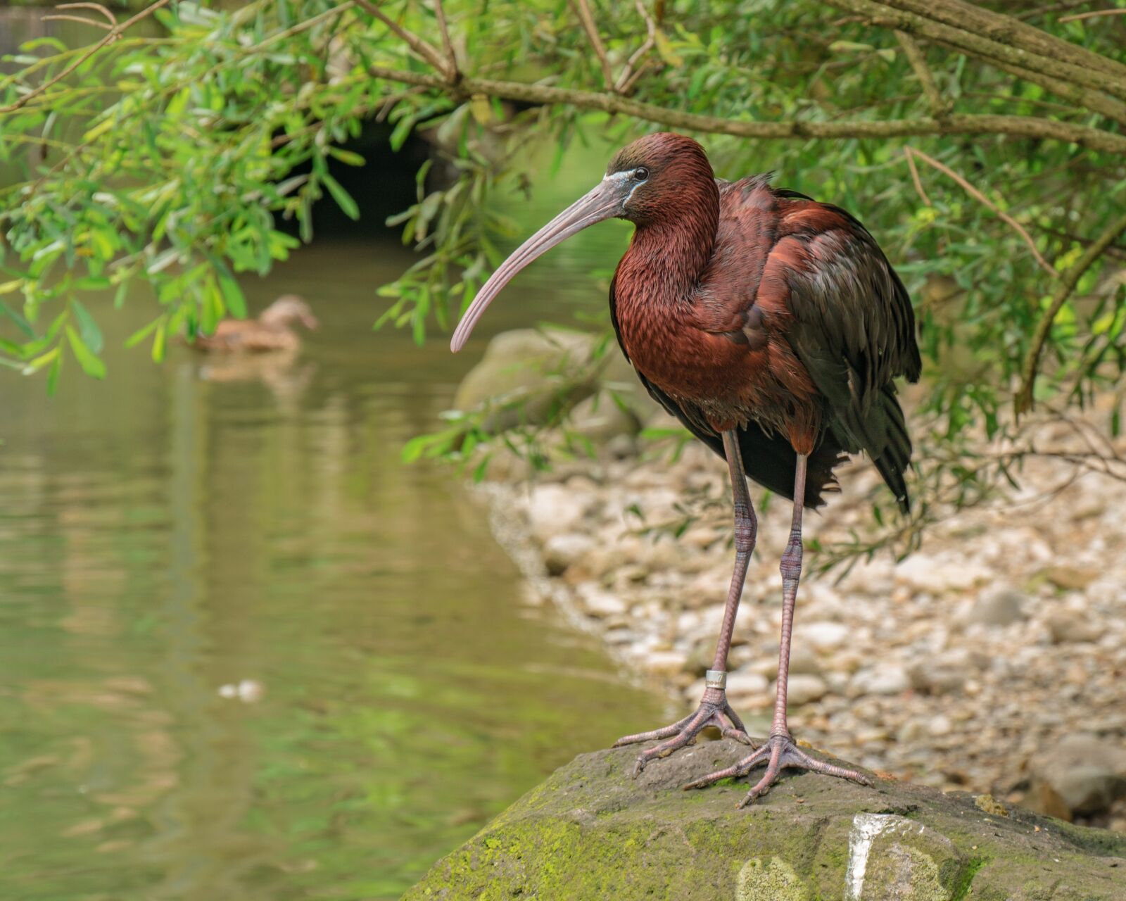 Panasonic DMC-G81 sample photo. Bird, water bird, eastern photography