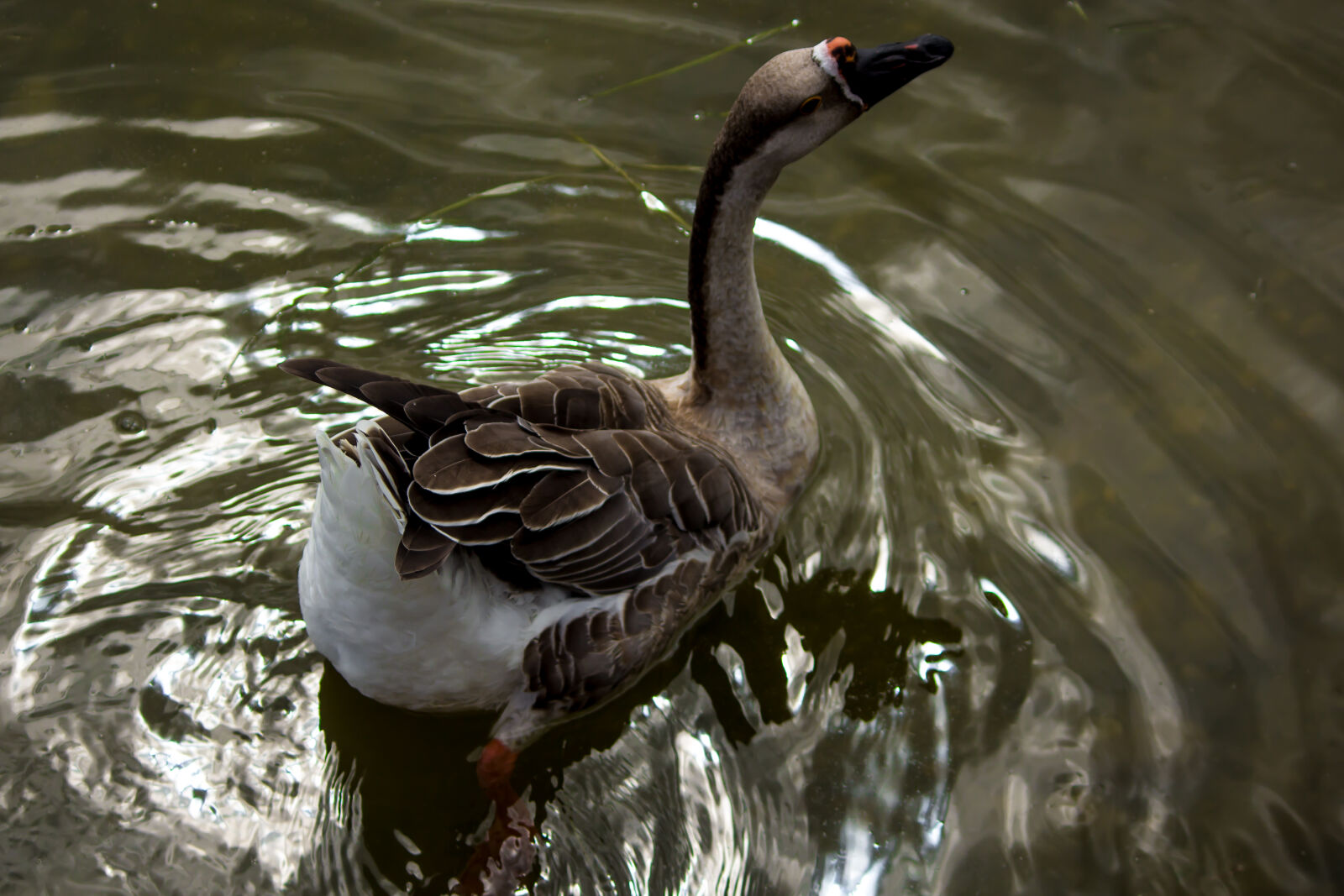 Canon EOS 600D (Rebel EOS T3i / EOS Kiss X5) sample photo. Goose photography