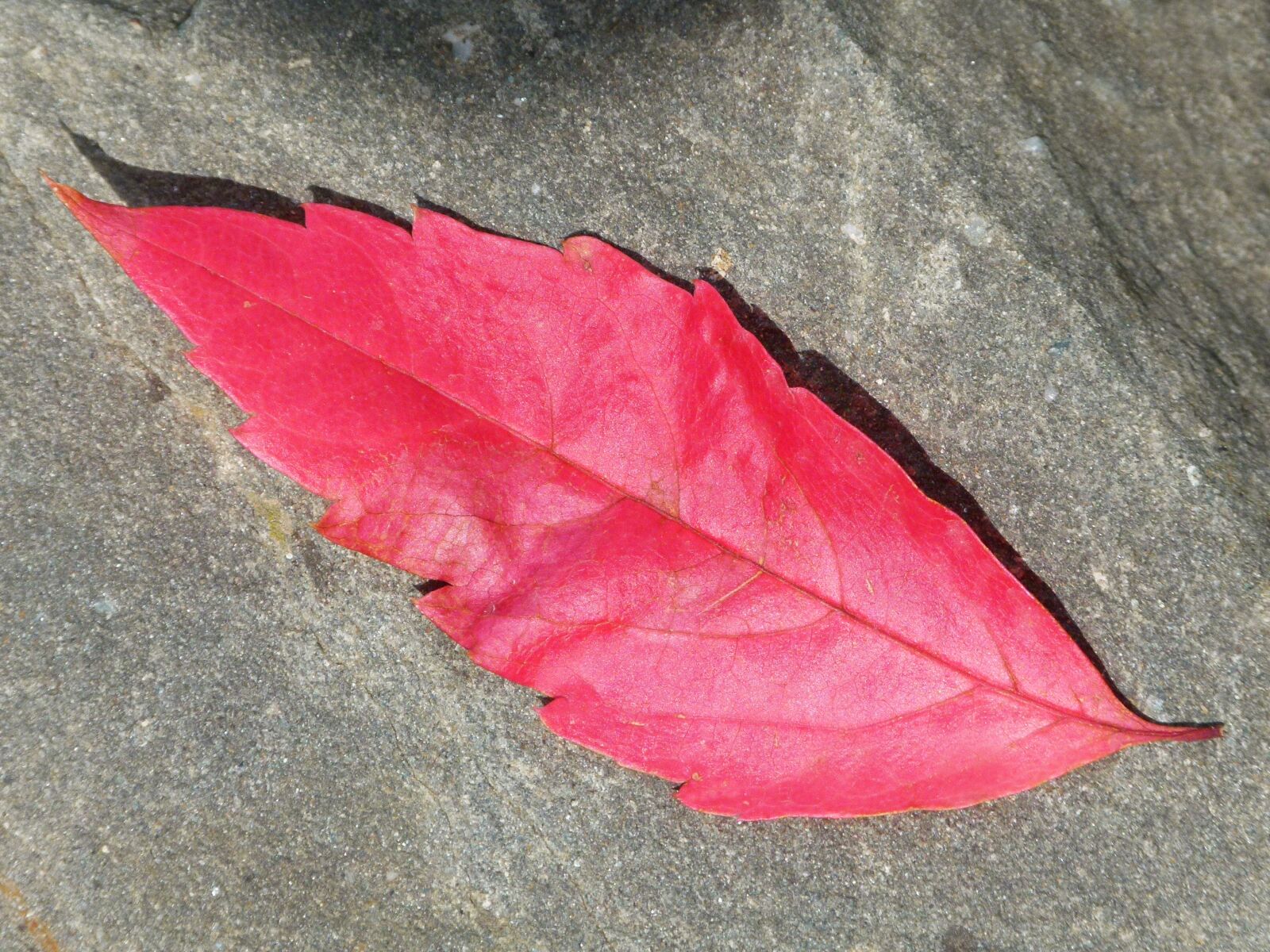 Leica V-Lux 2 sample photo. Red leaf, autumn, slate photography