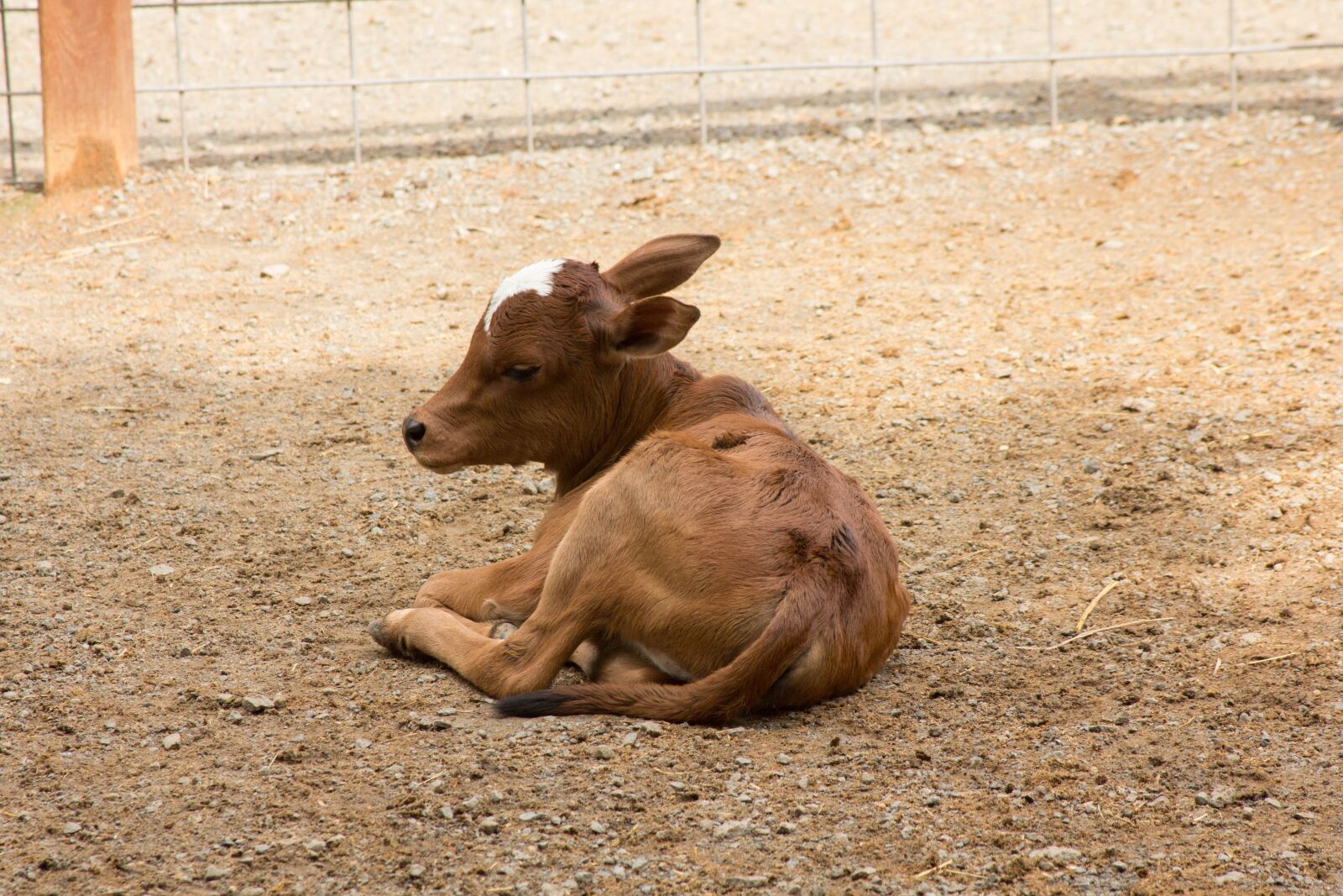 Canon EOS 60D + Canon EF 28-135mm F3.5-5.6 IS USM sample photo. Cow, calf, baby photography