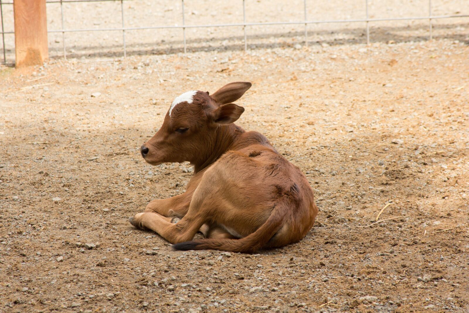 Canon EF 28-135mm F3.5-5.6 IS USM sample photo. Cow, calf, baby photography