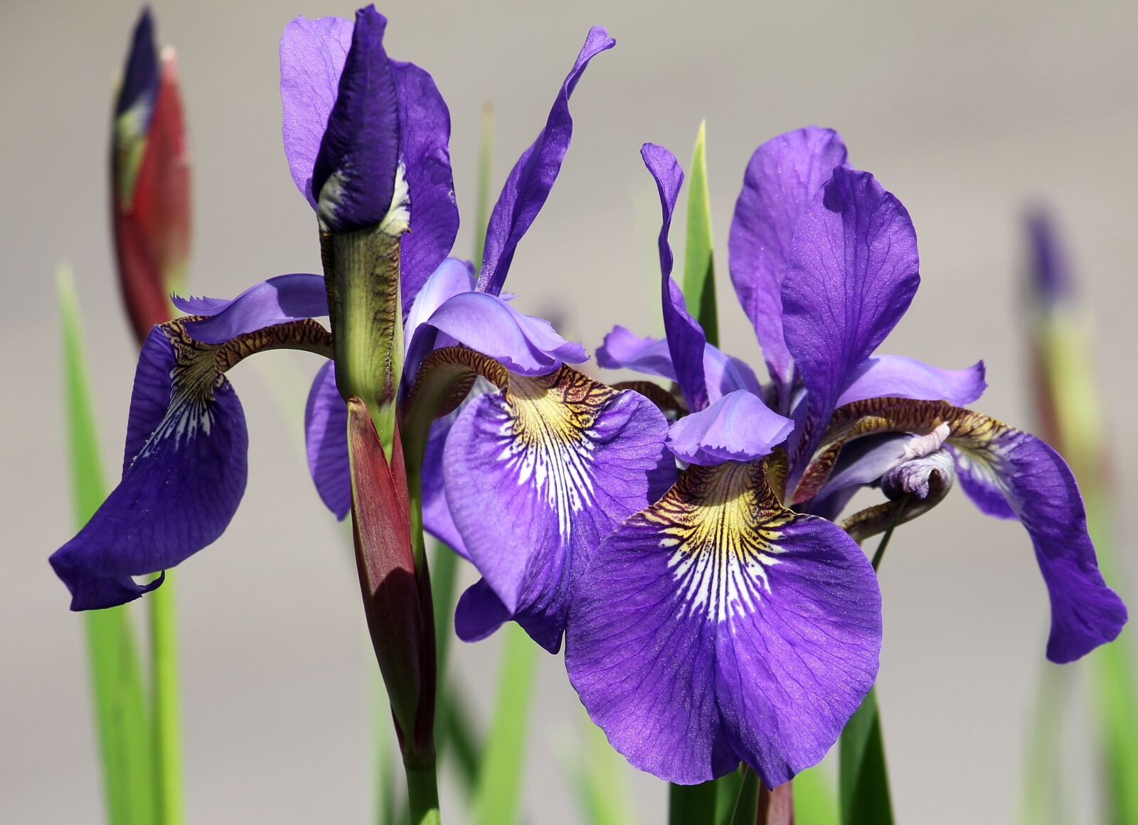 Canon EOS 550D (EOS Rebel T2i / EOS Kiss X4) sample photo. Iris, flower, garden photography