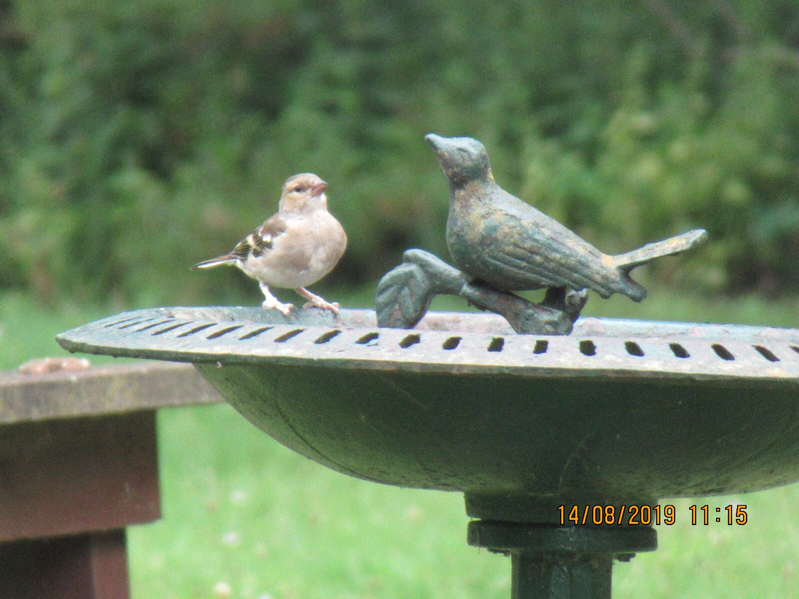 Canon PowerShot SX620 HS sample photo. Bird bath, bird, animal photography