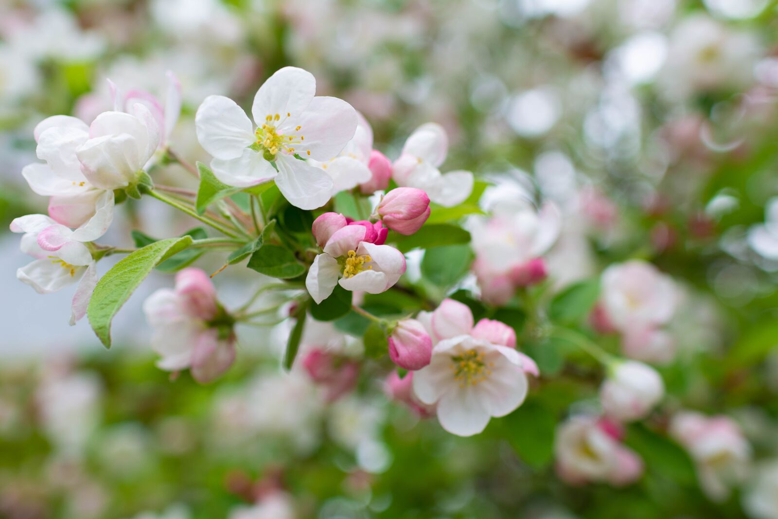 Nikon D5200 sample photo. Blossom, apple blossom, apple photography