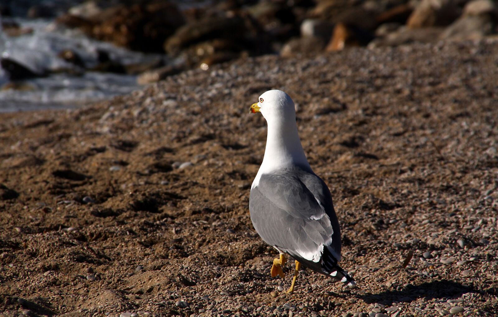 Canon EOS 50D sample photo. Seagull, birds, feathers photography