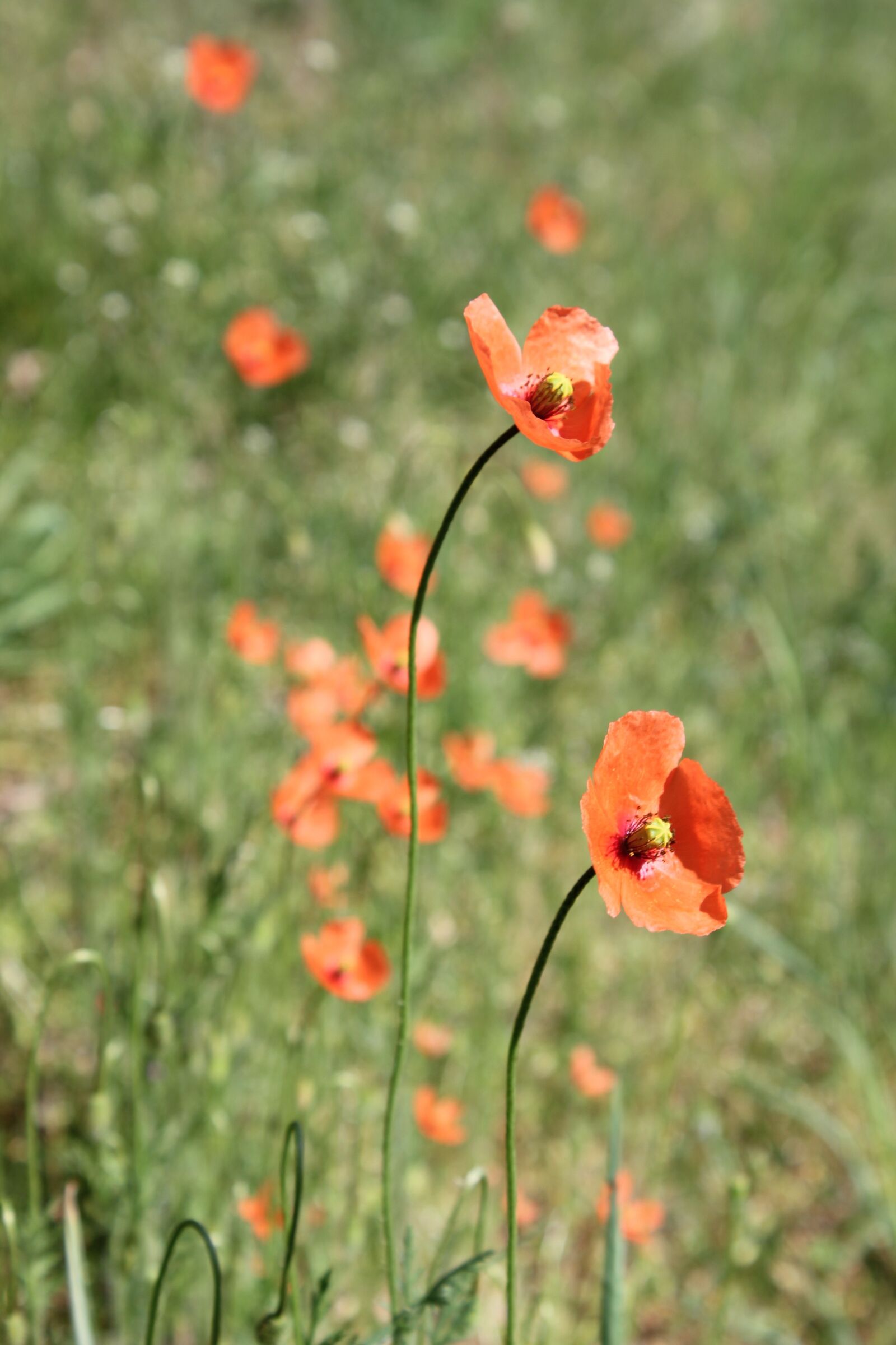 Canon EOS 550D (EOS Rebel T2i / EOS Kiss X4) sample photo. Poppy, klatschmohn, nature photography