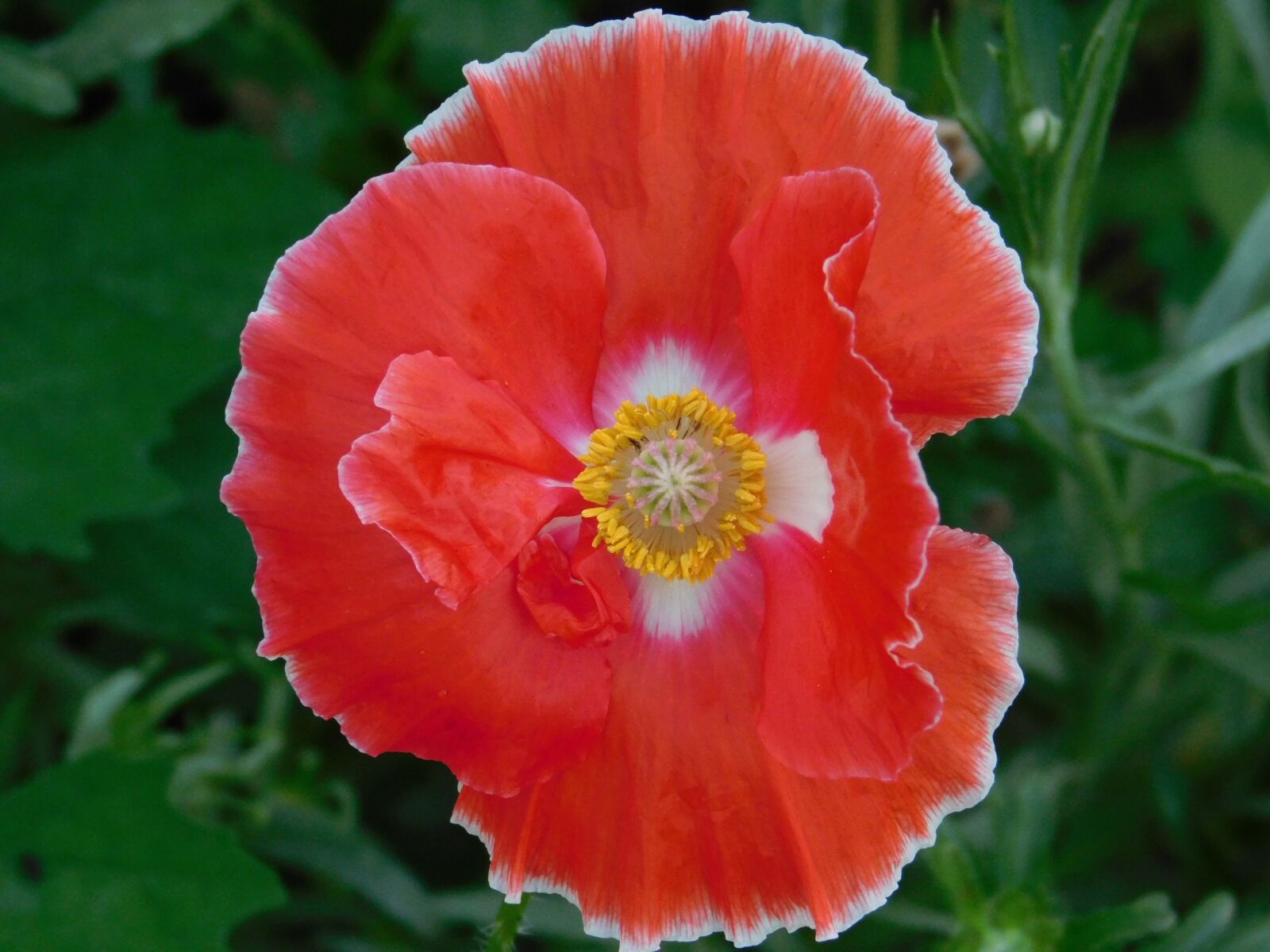 Nikon Coolpix L840 sample photo. Poppy, flower, wildflower photography