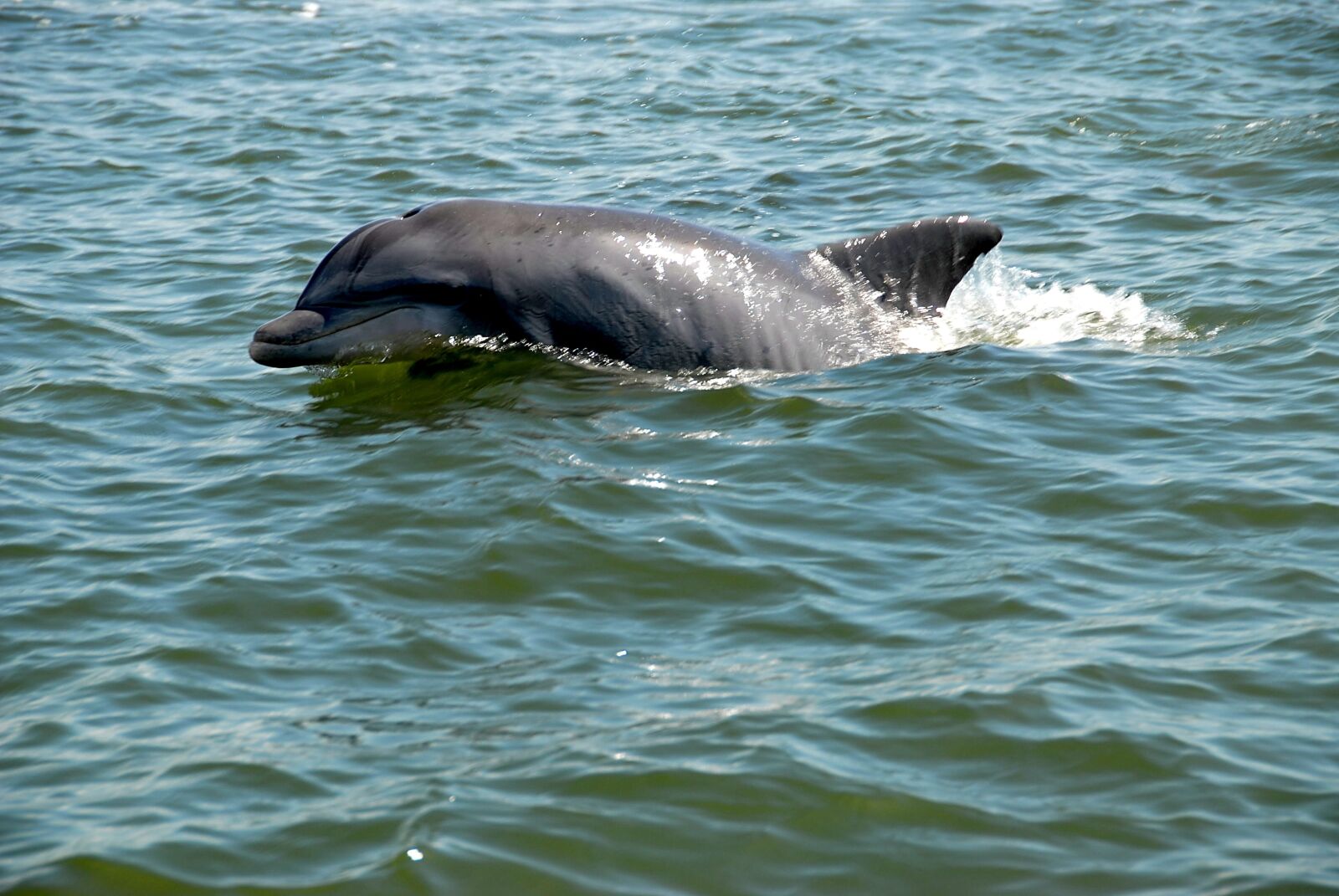 Nikon D200 sample photo. Dolphin, wildlife, wild photography