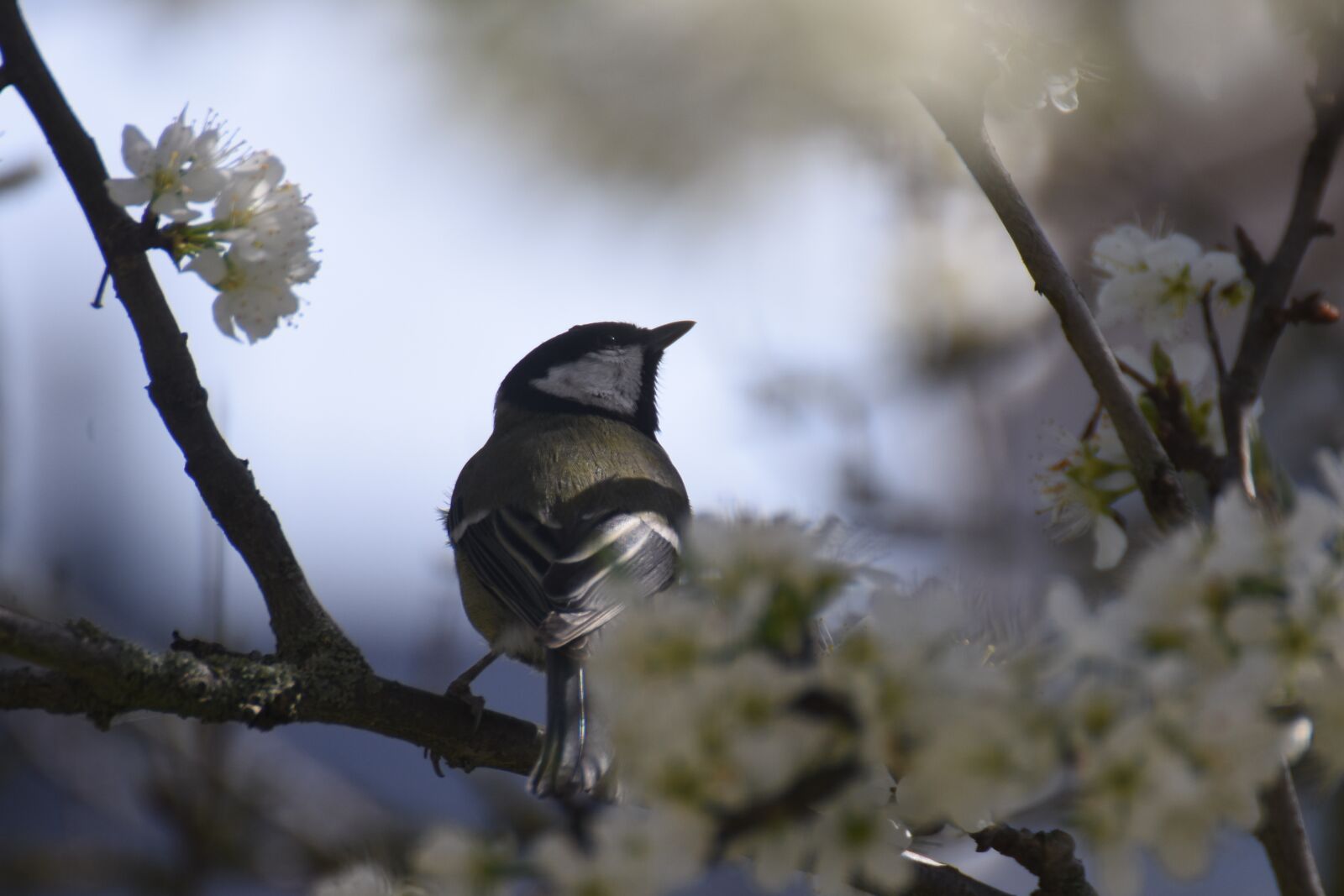 Nikon D7200 sample photo. Great tit, bird, plumage photography