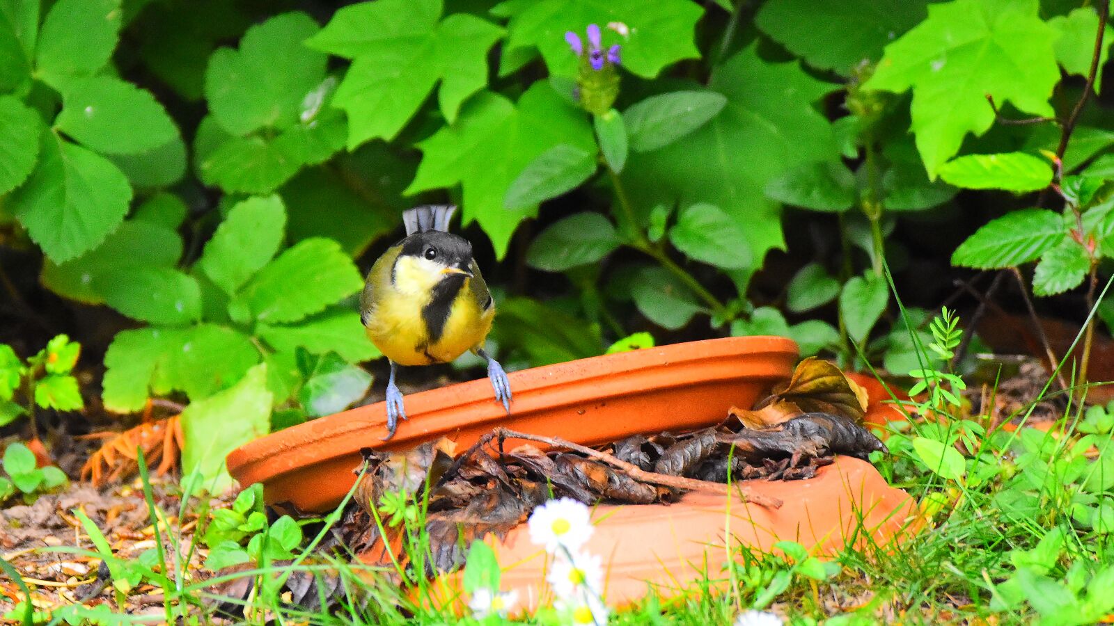Nikon D3500 sample photo. Tit, bird, songbird photography