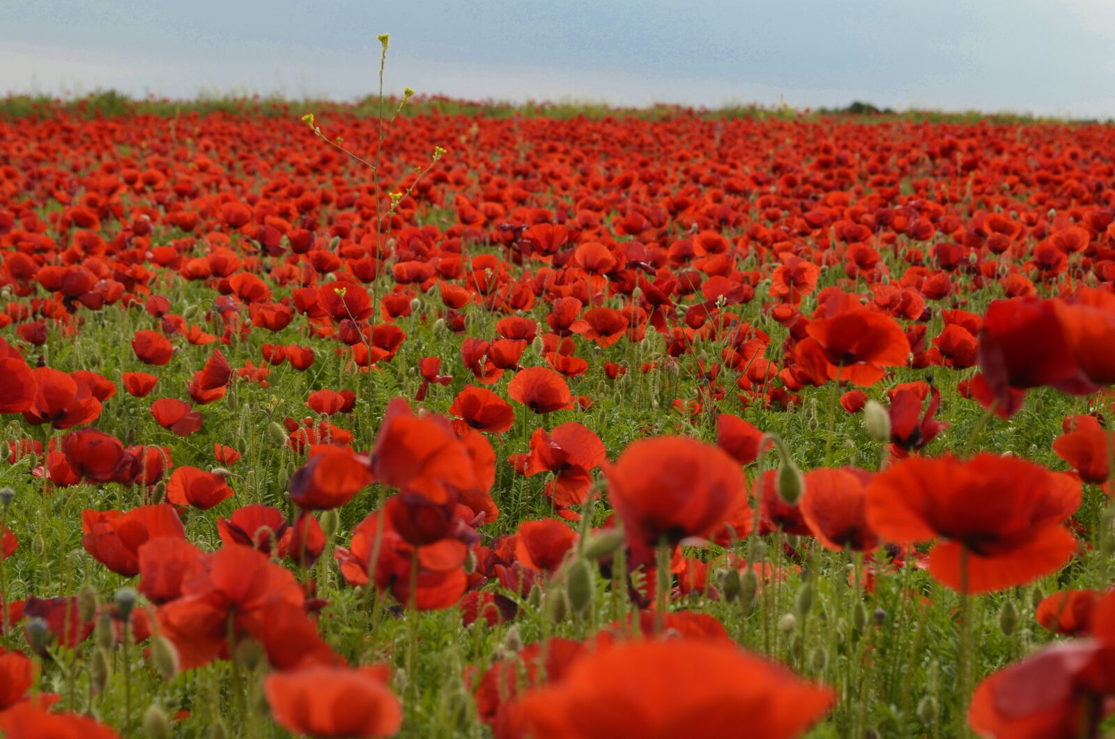 Nikon D5100 sample photo. Field, poppy flower, red photography