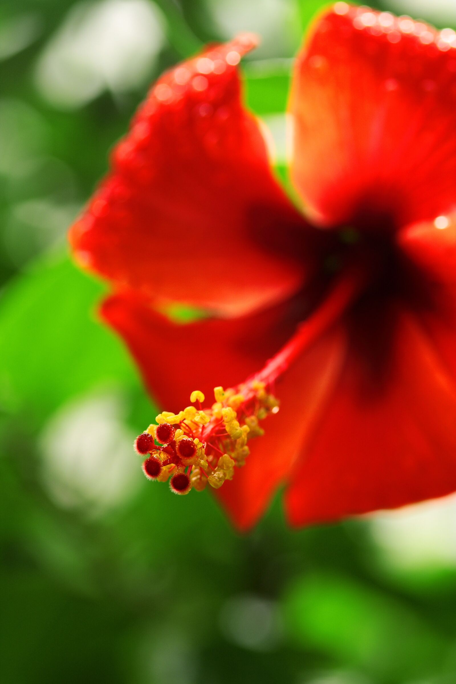 Canon EOS 40D sample photo. Red, flower, plant photography