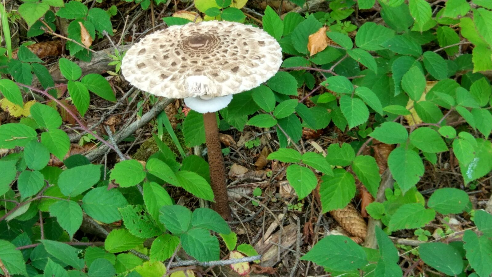 Xiaomi MI 5 sample photo. Mountains, mushrooms, tourism photography