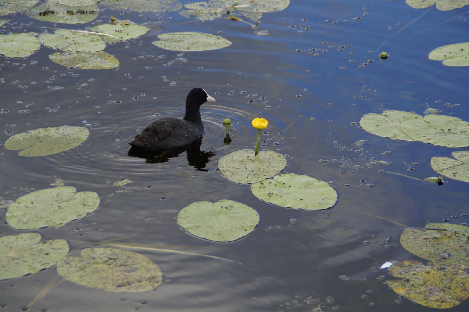 Sony SLT-A58 sample photo. Coot, ralle, water bird photography