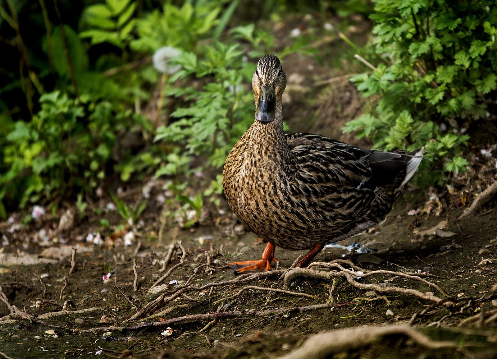 Nikon D600 sample photo. Duck, nature, animal photography