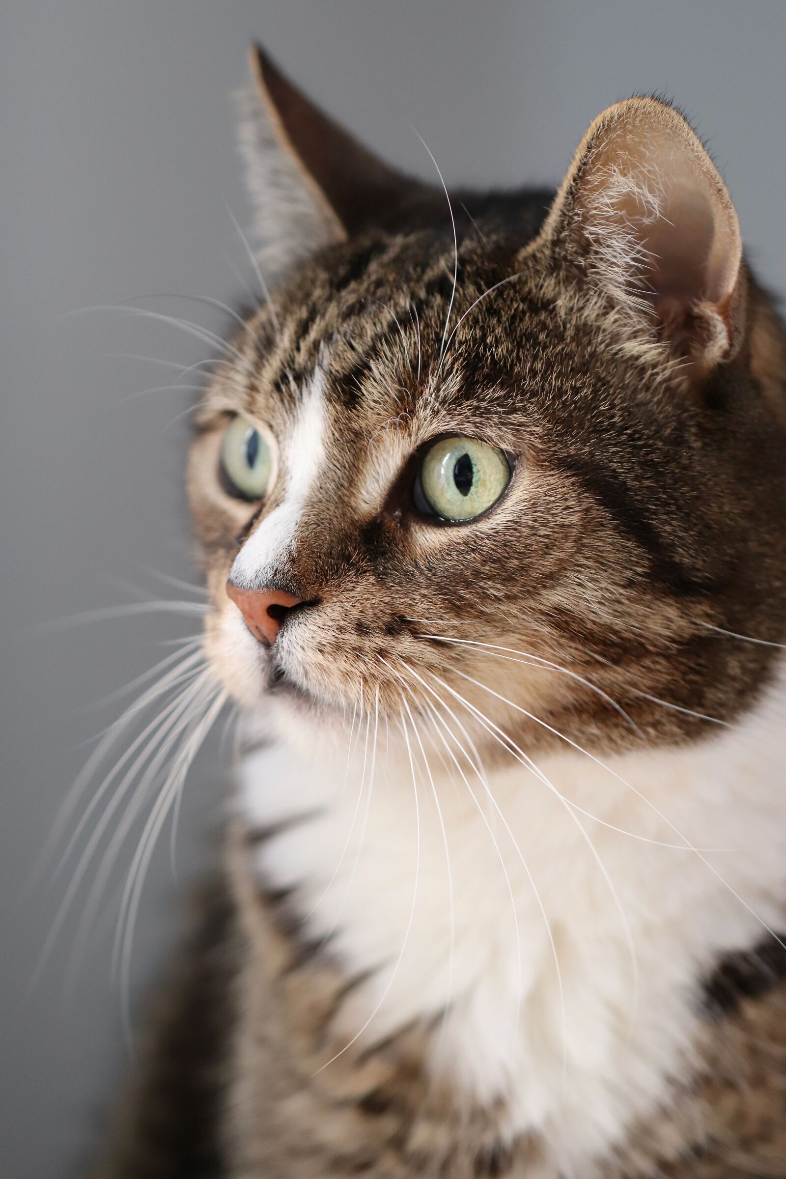 Canon EOS 800D (EOS Rebel T7i / EOS Kiss X9i) sample photo. Cat, domestic cat, mackerel photography