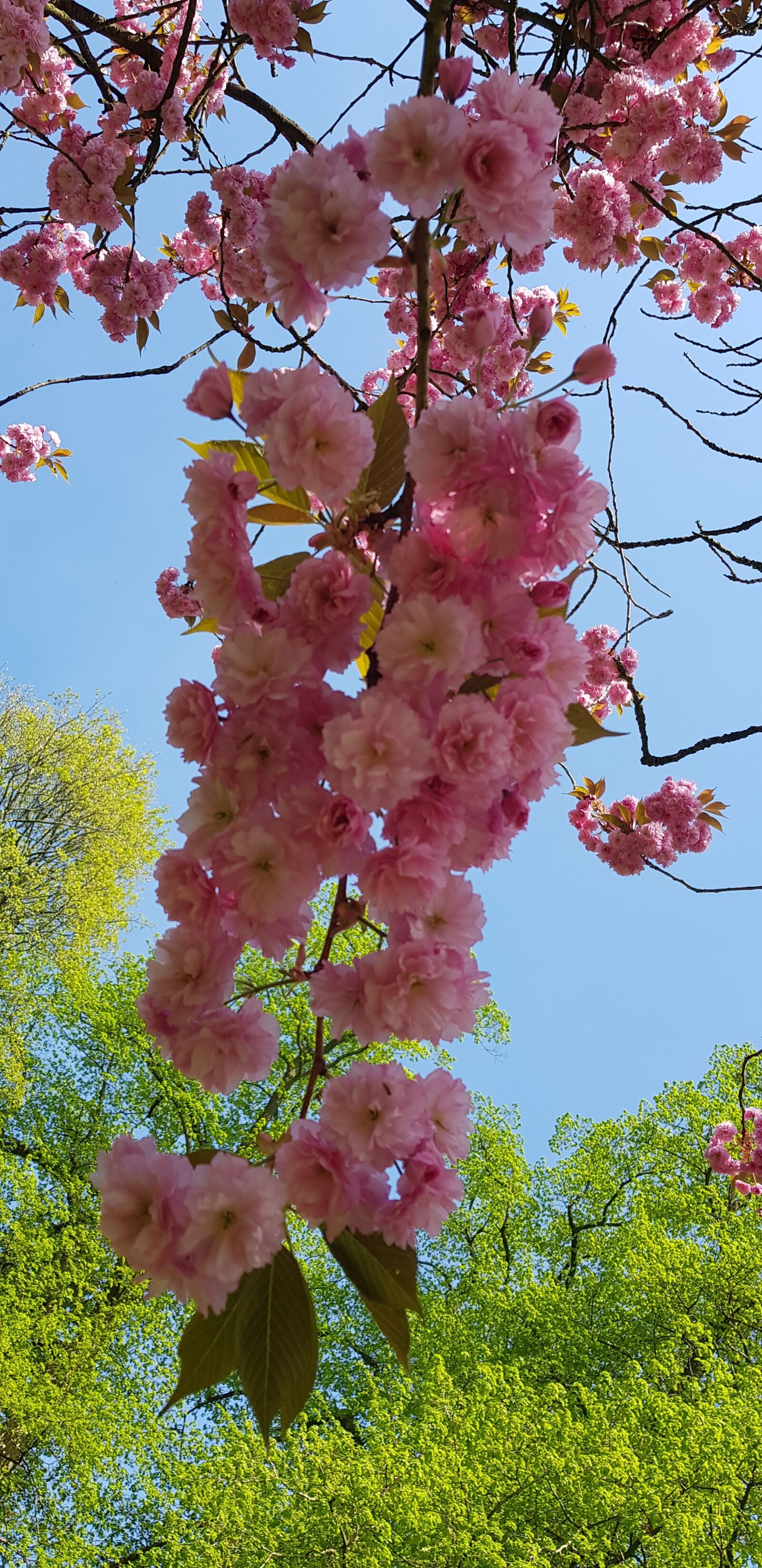 Samsung Galaxy S8+ sample photo. Spring, pink, pink flowers photography