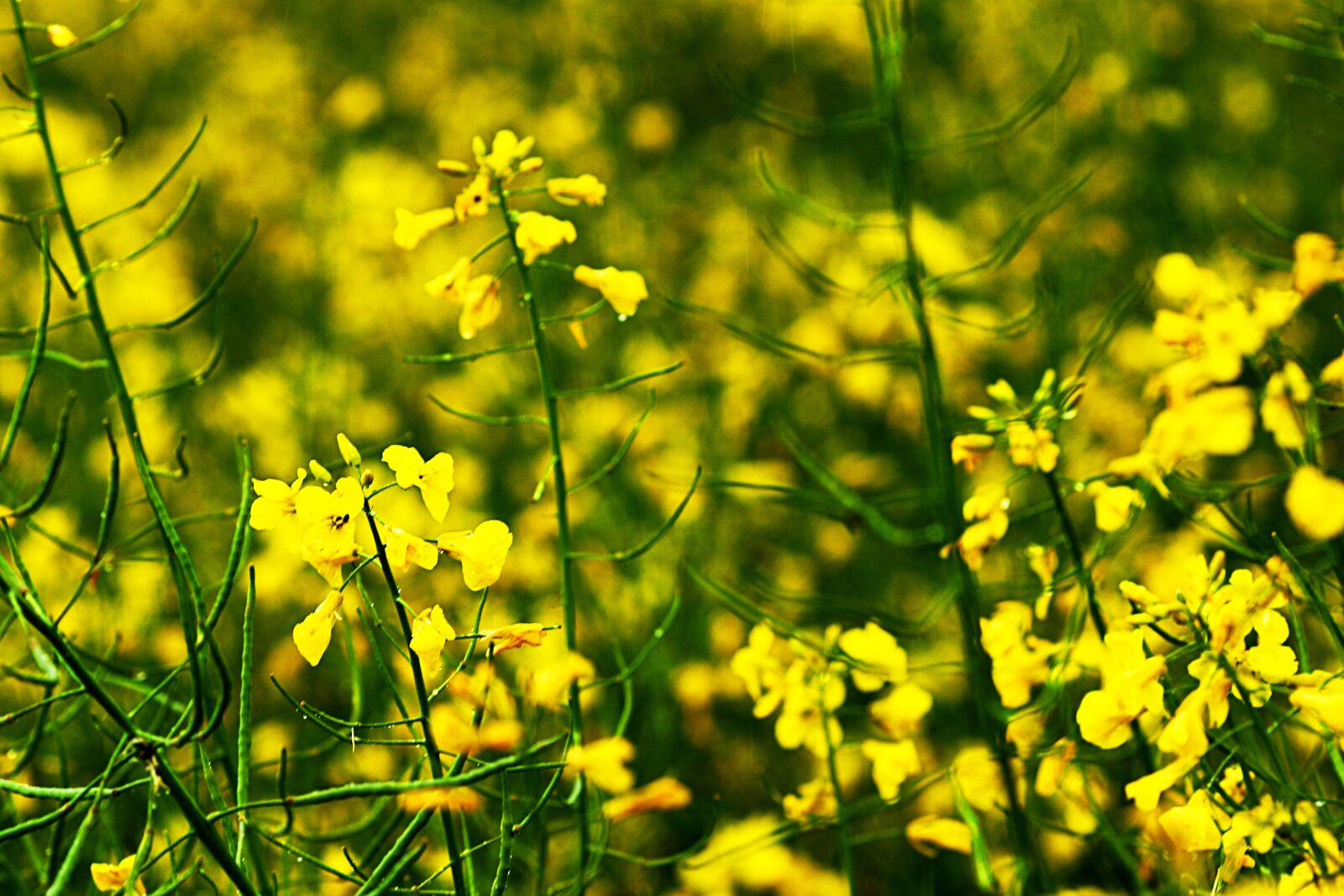 Canon EF 135mm F2L USM sample photo. Rape, yellow, flower photography