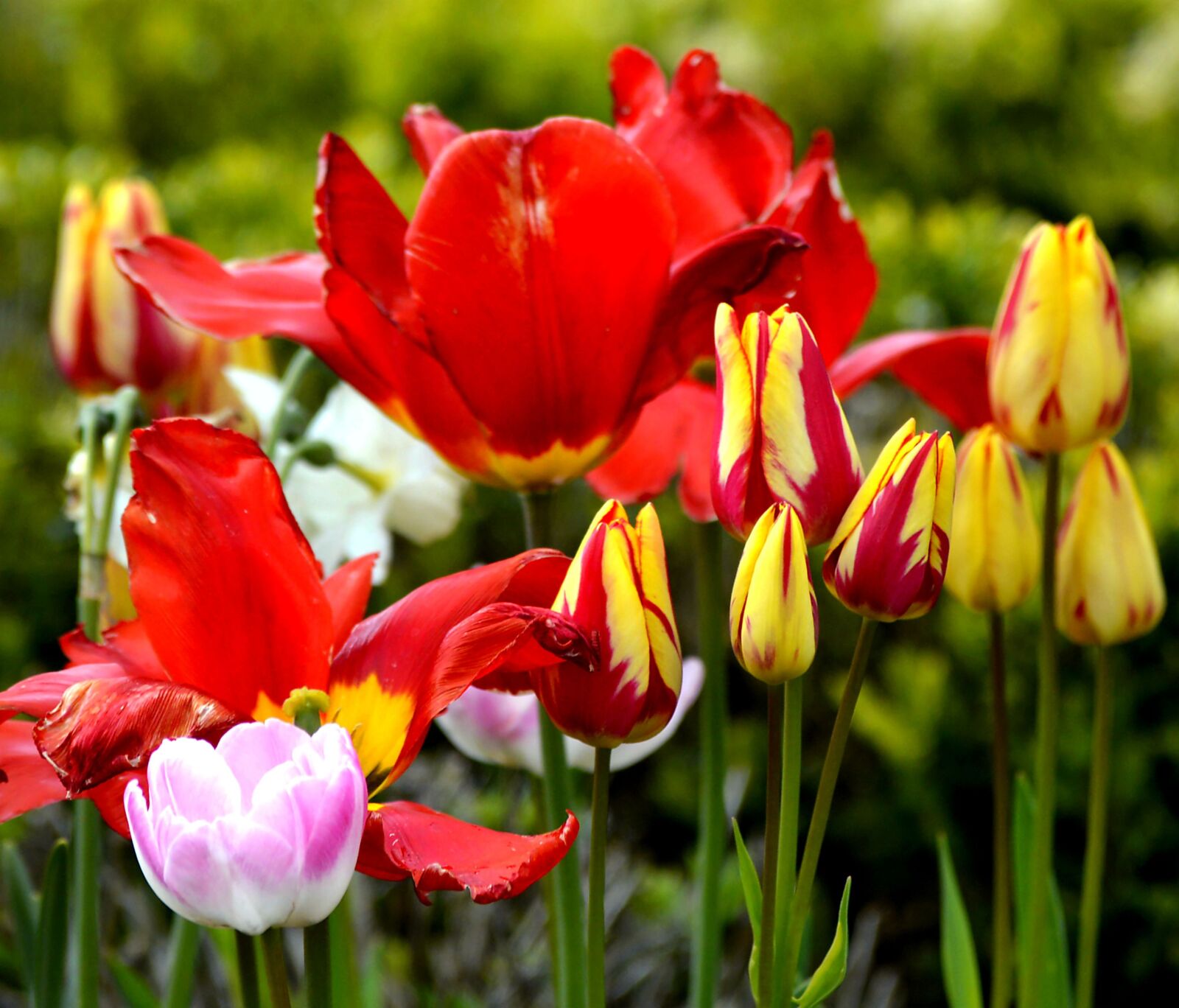 Nikon D3200 sample photo. Tulips, colorful, spring photography