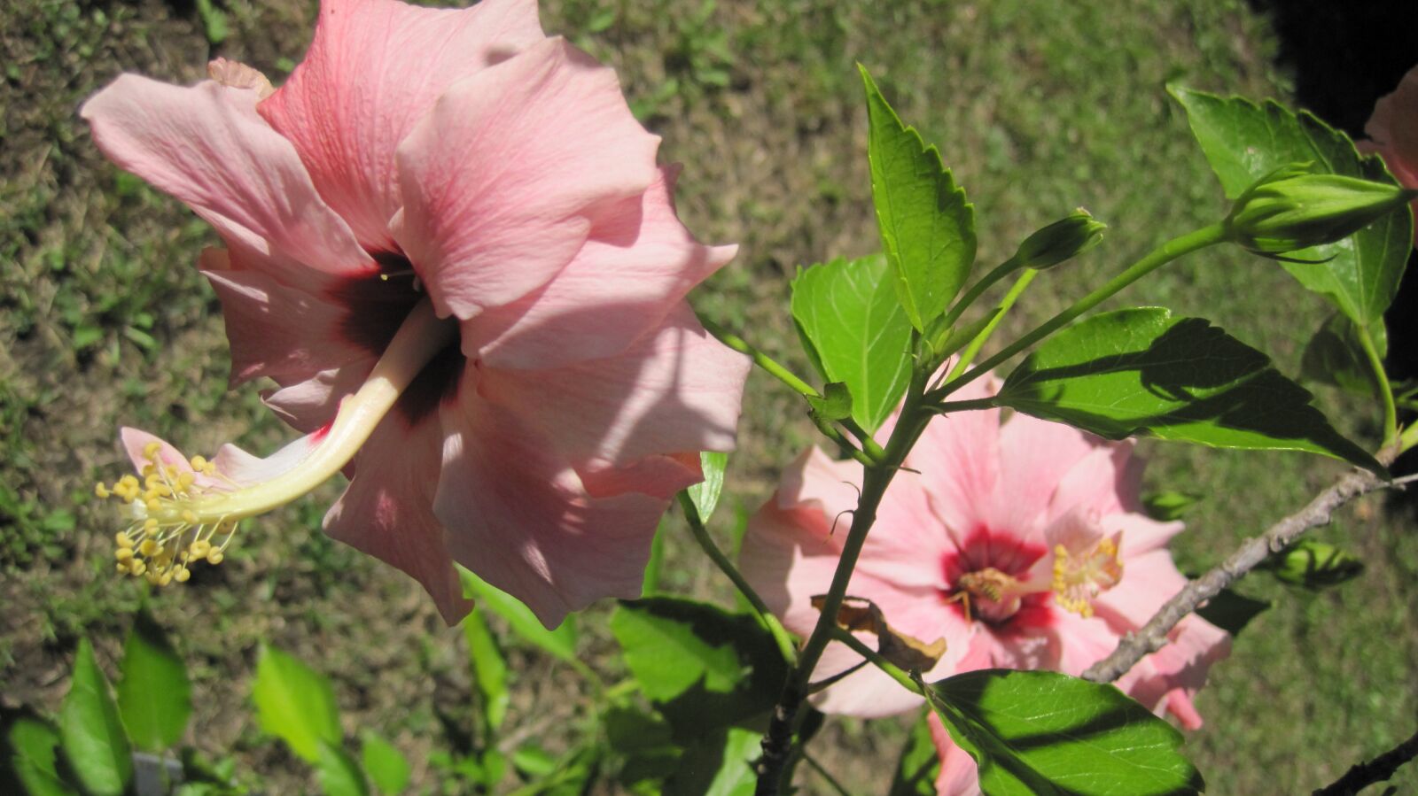 Canon PowerShot D10 sample photo. Japanese rose, pink, garden photography