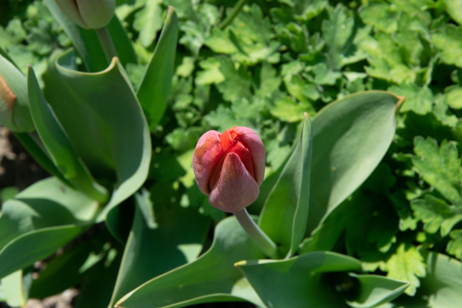 Nikon D3300 sample photo. Flower, garden, spring photography